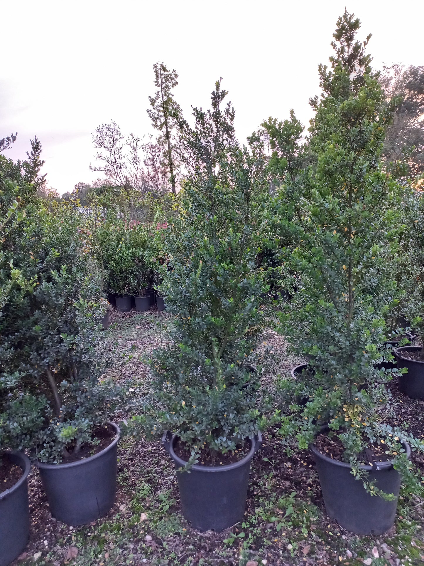 Ilex crenata Green hedge