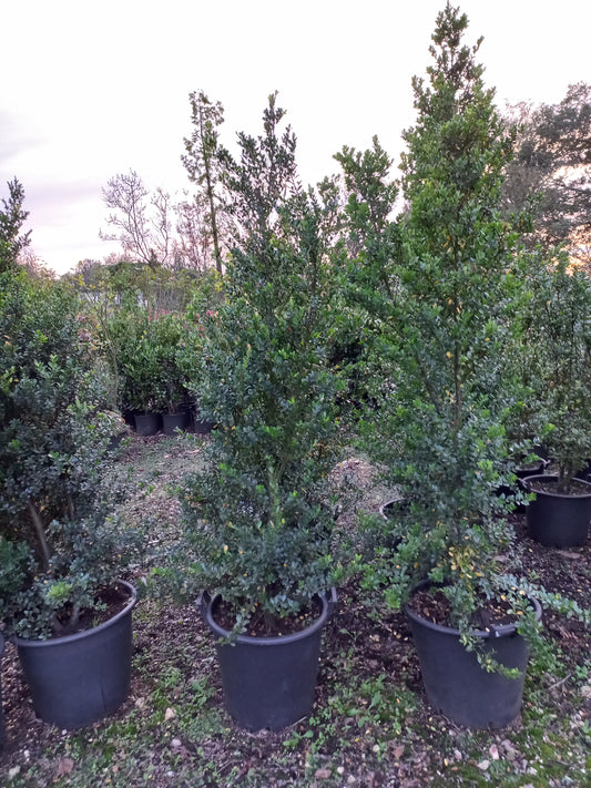 Ilex crenata Green hedge