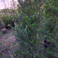 Ilex crenata Green hedge