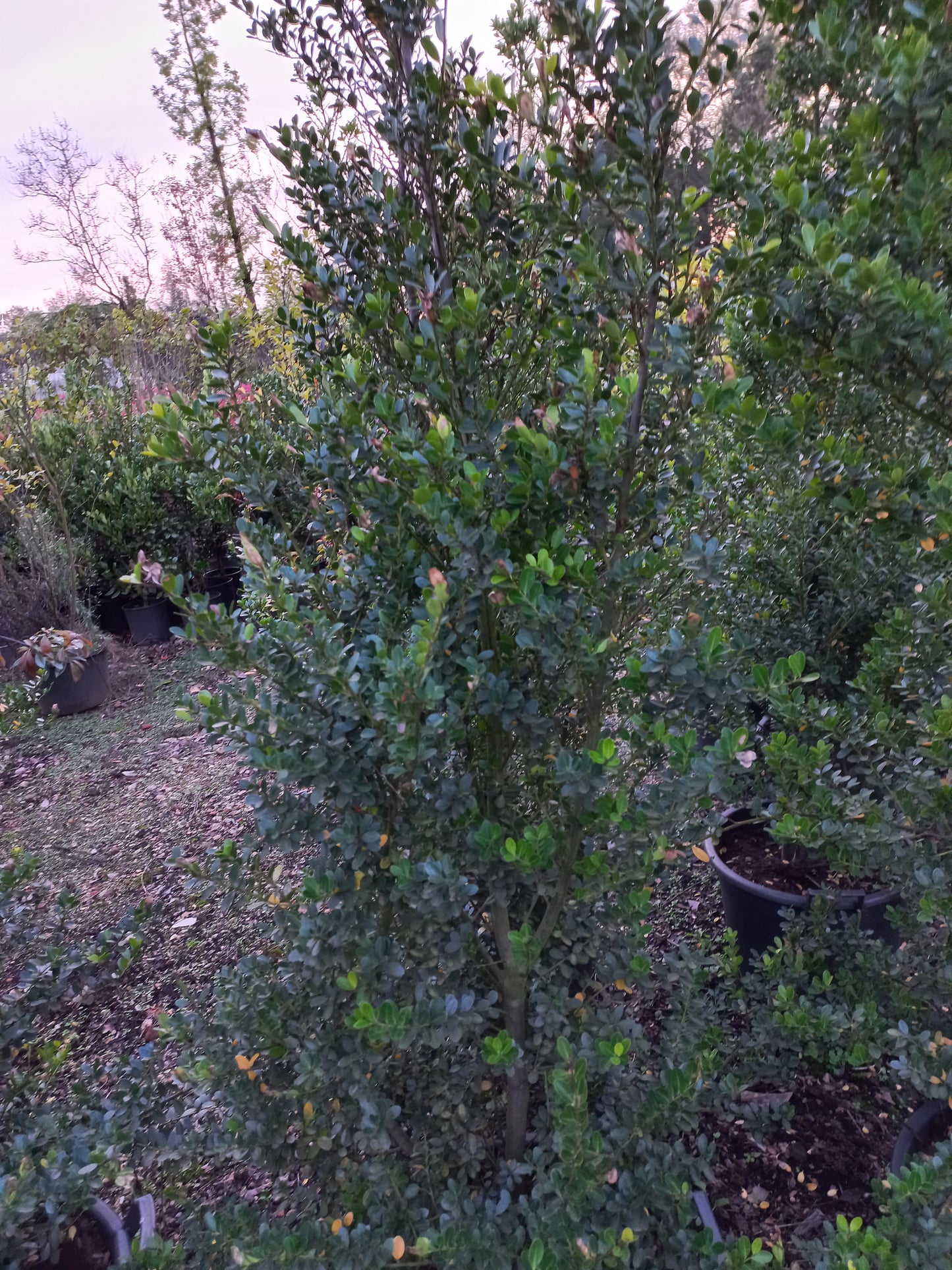 Ilex crenata Green hedge
