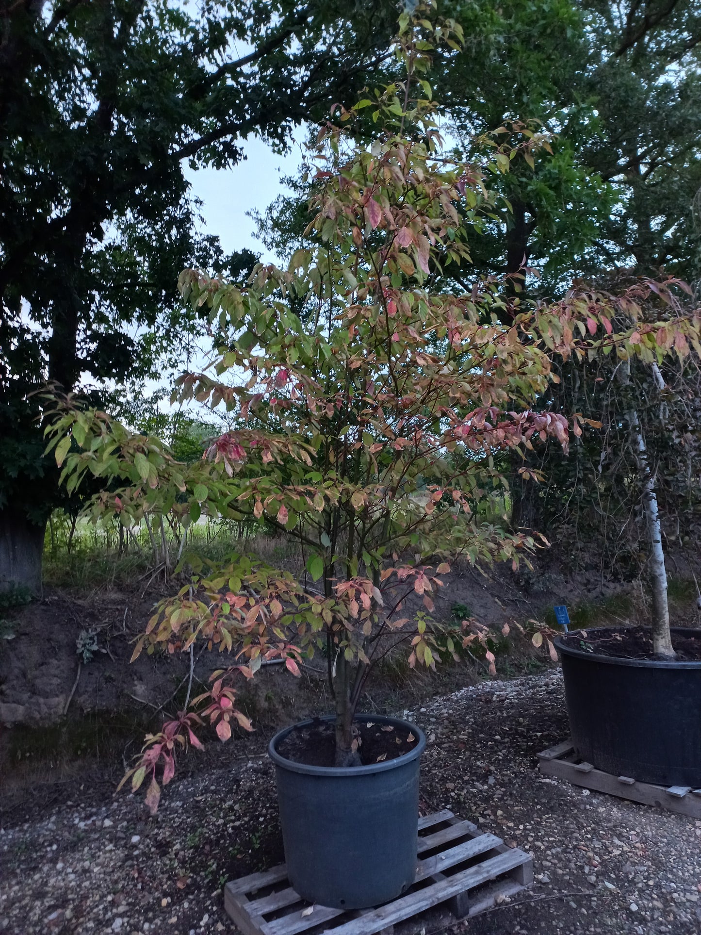 Cornus controversa kornoelje