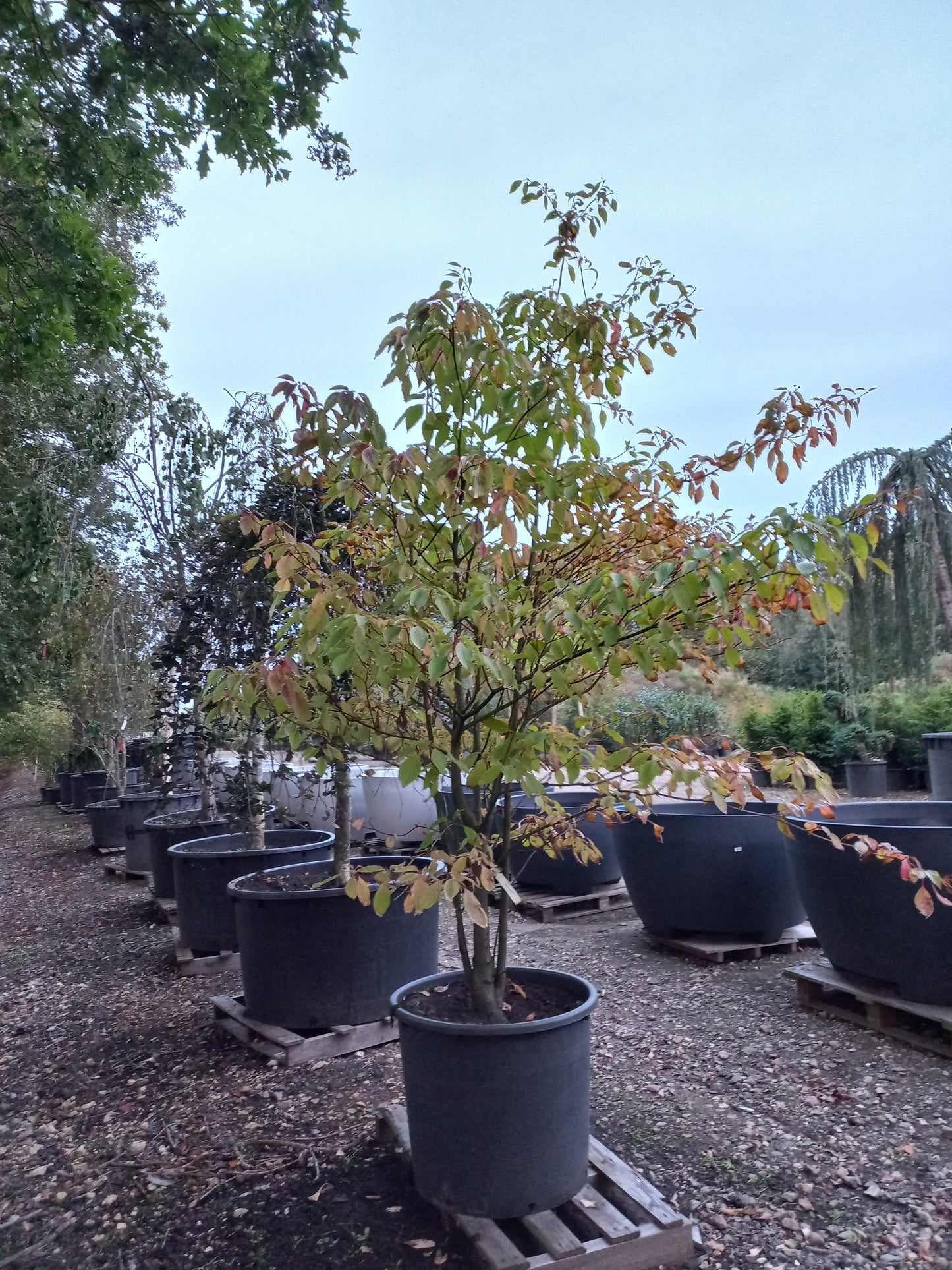 Cornus controversa kornoelje