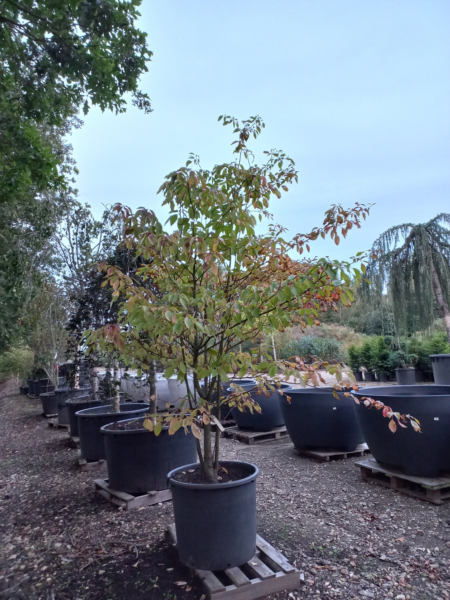 Cornus controversa kornoelje