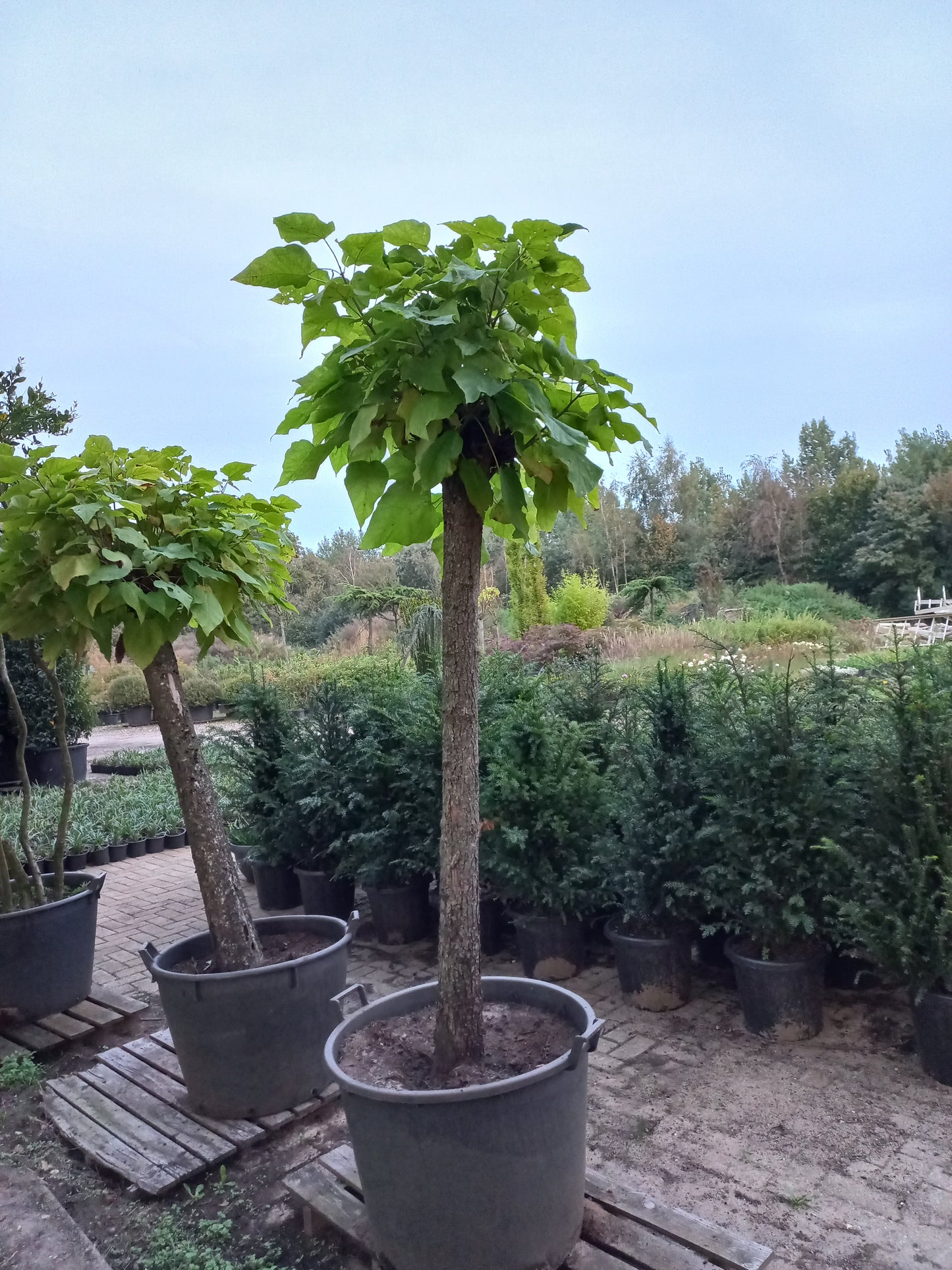 Catalpa bignonioides Nana bolcatalpa