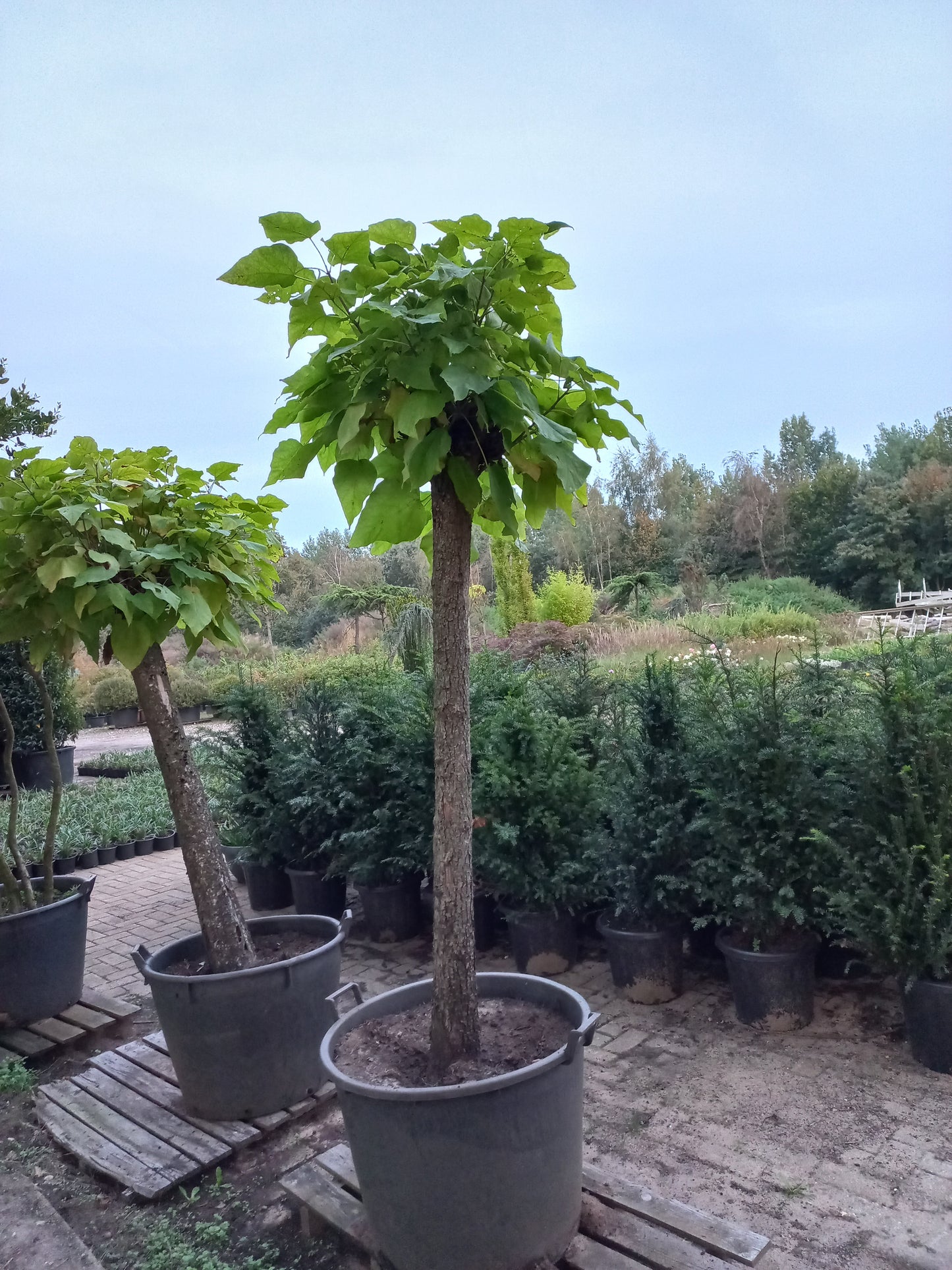 Catalpa bignonioides Nana bolcatalpa