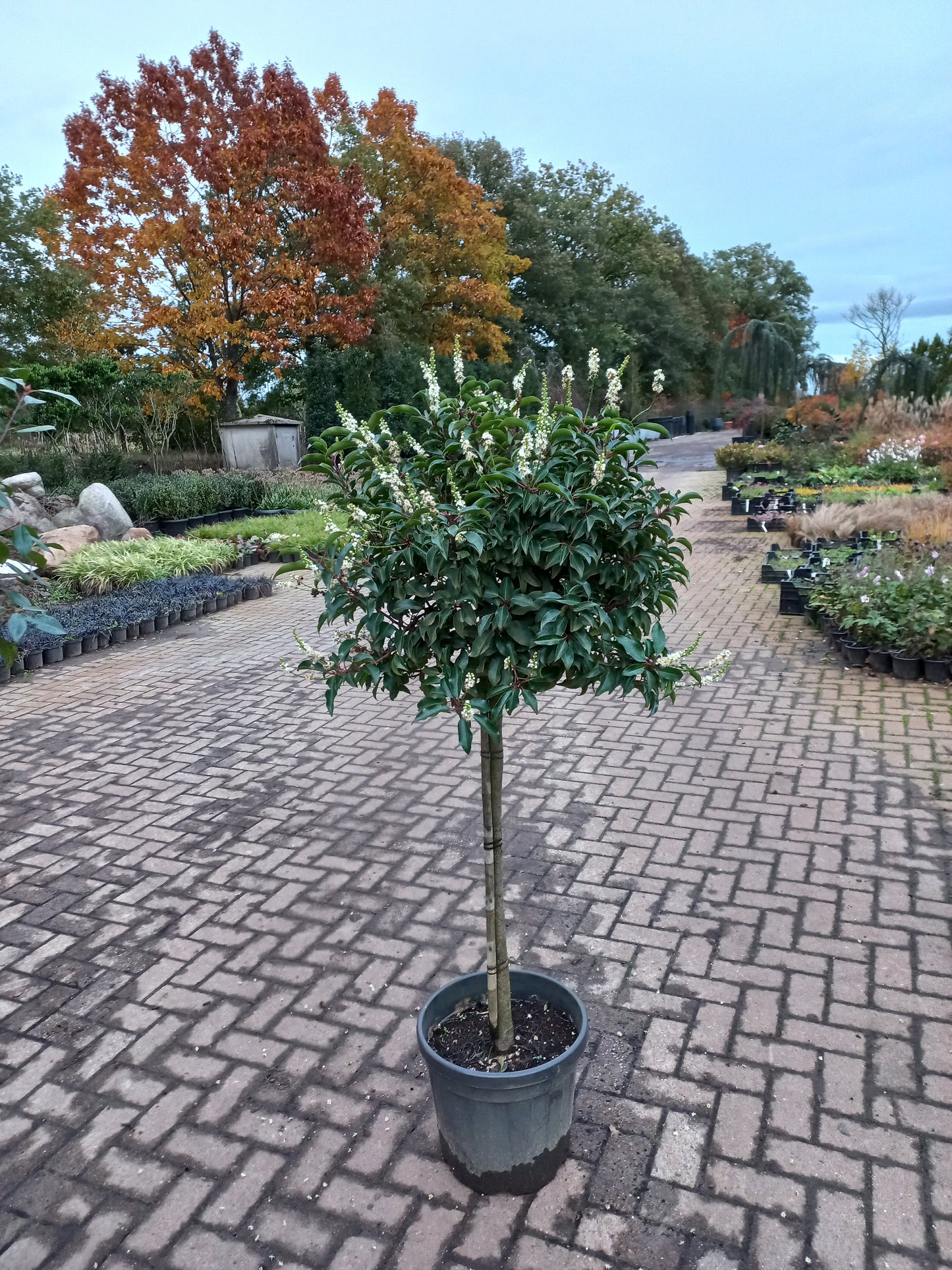 Bol Prunus Lusicanica Angustifolia op stam