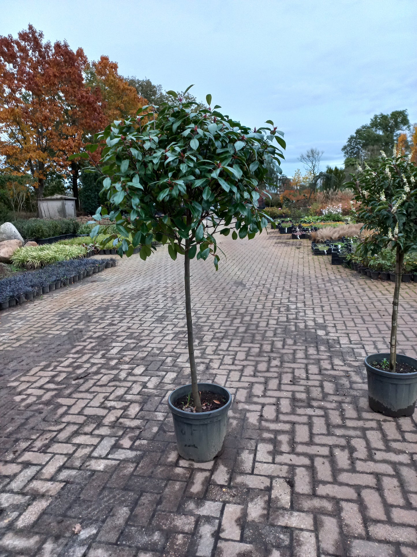 Bol Photinia Fraseri Red robin op stam