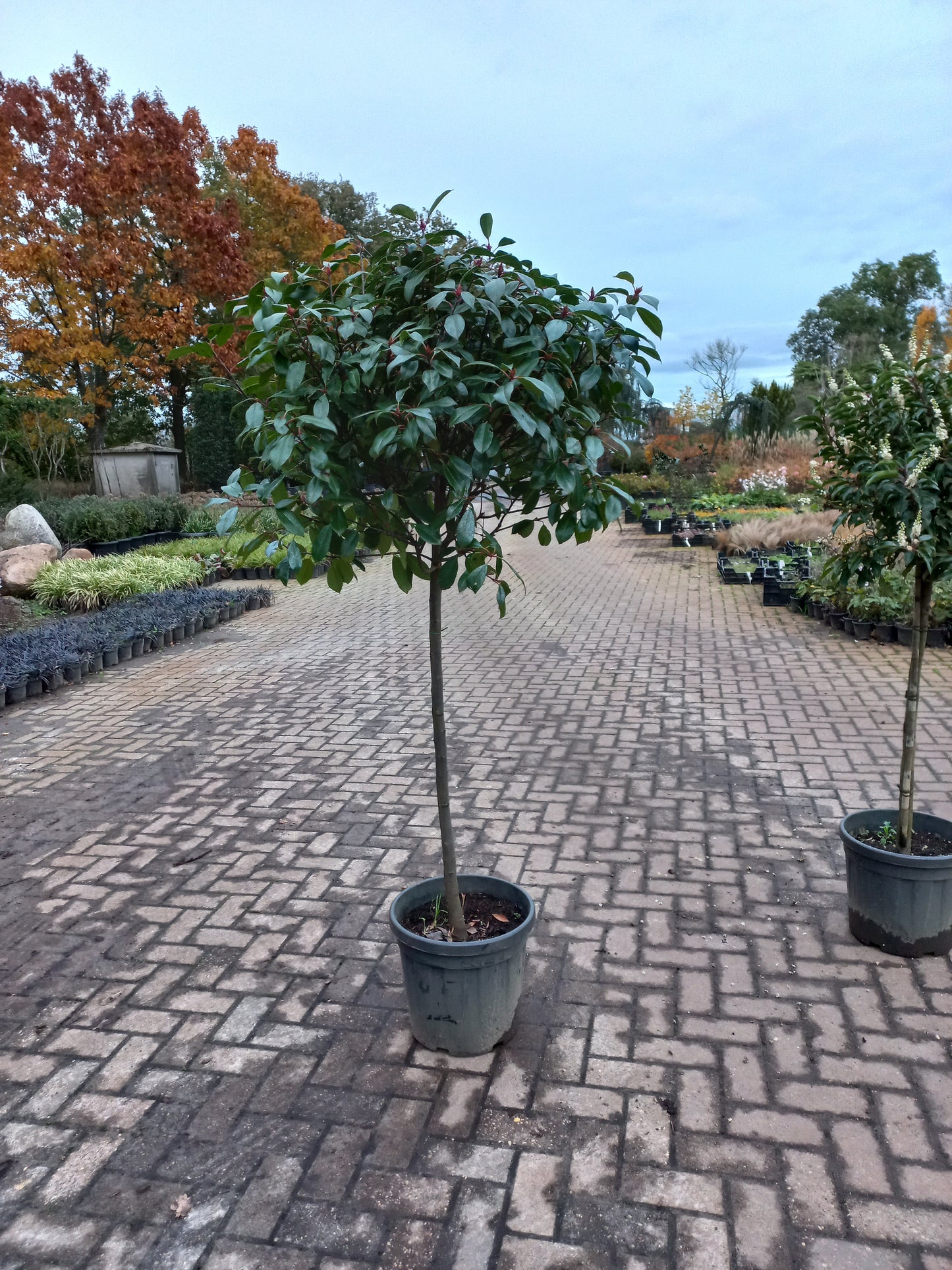 Bol Photinia Fraseri Red robin op stam