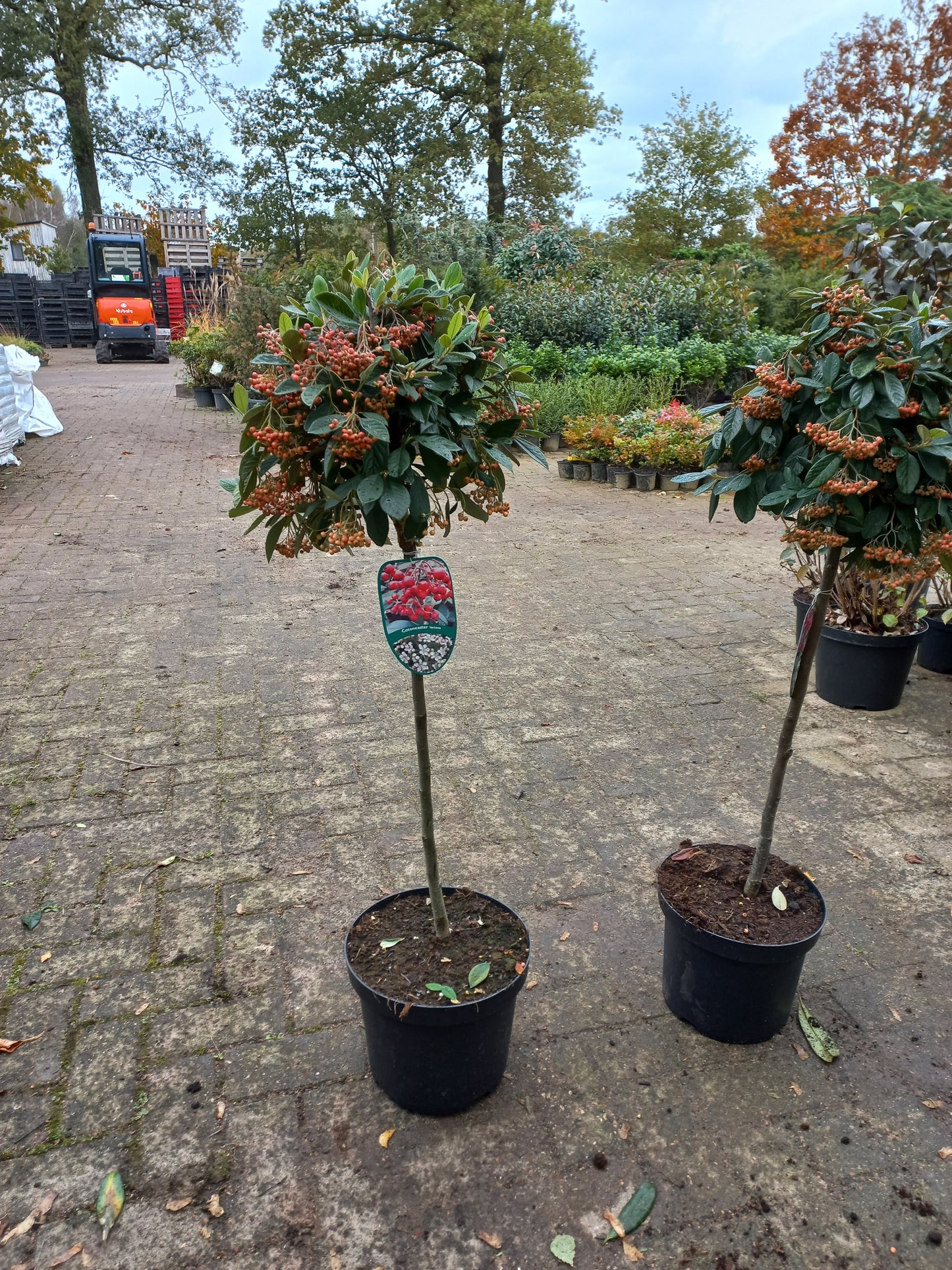 Cotoneaster Lacteus op stam 60cm