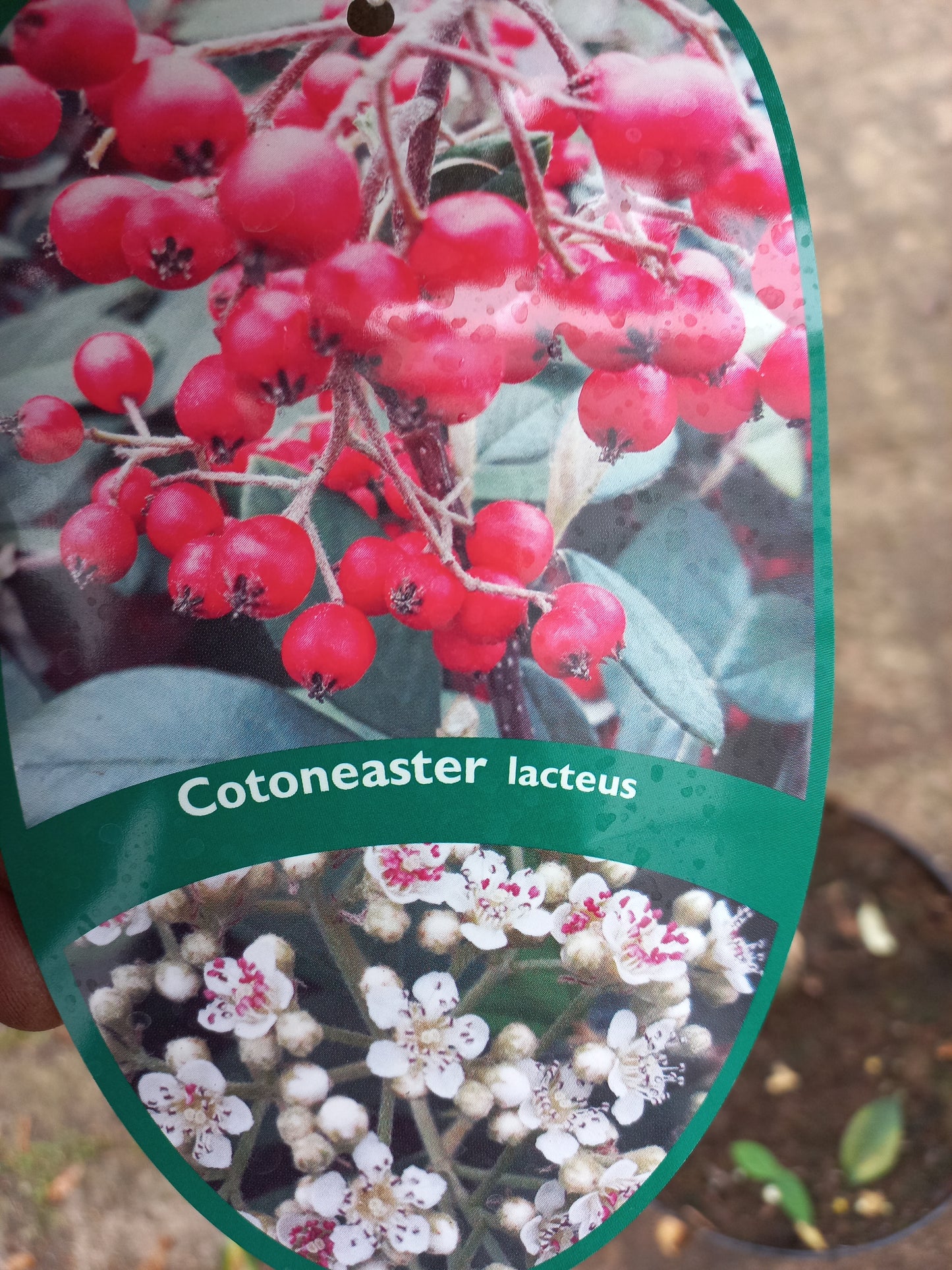 Cotoneaster Lacteus op stam 60cm