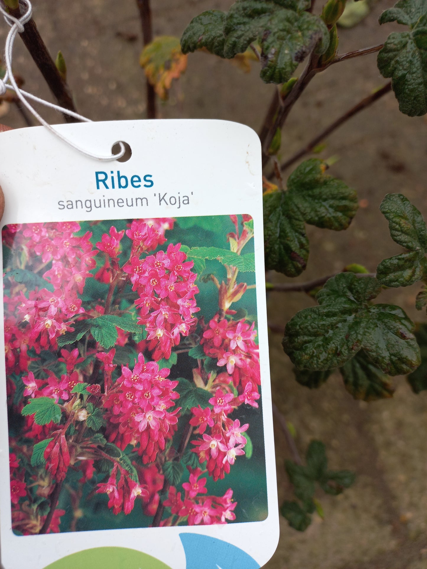 Ribes Sanguineum Koja Rode ribes