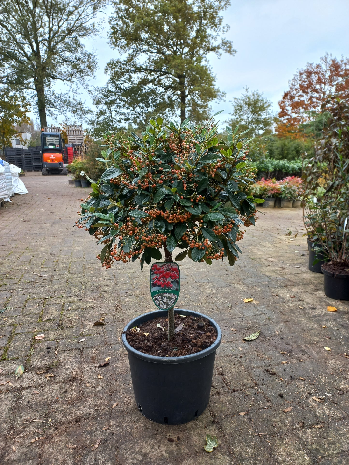 Cotoneaster Lacteus op stam 40cm