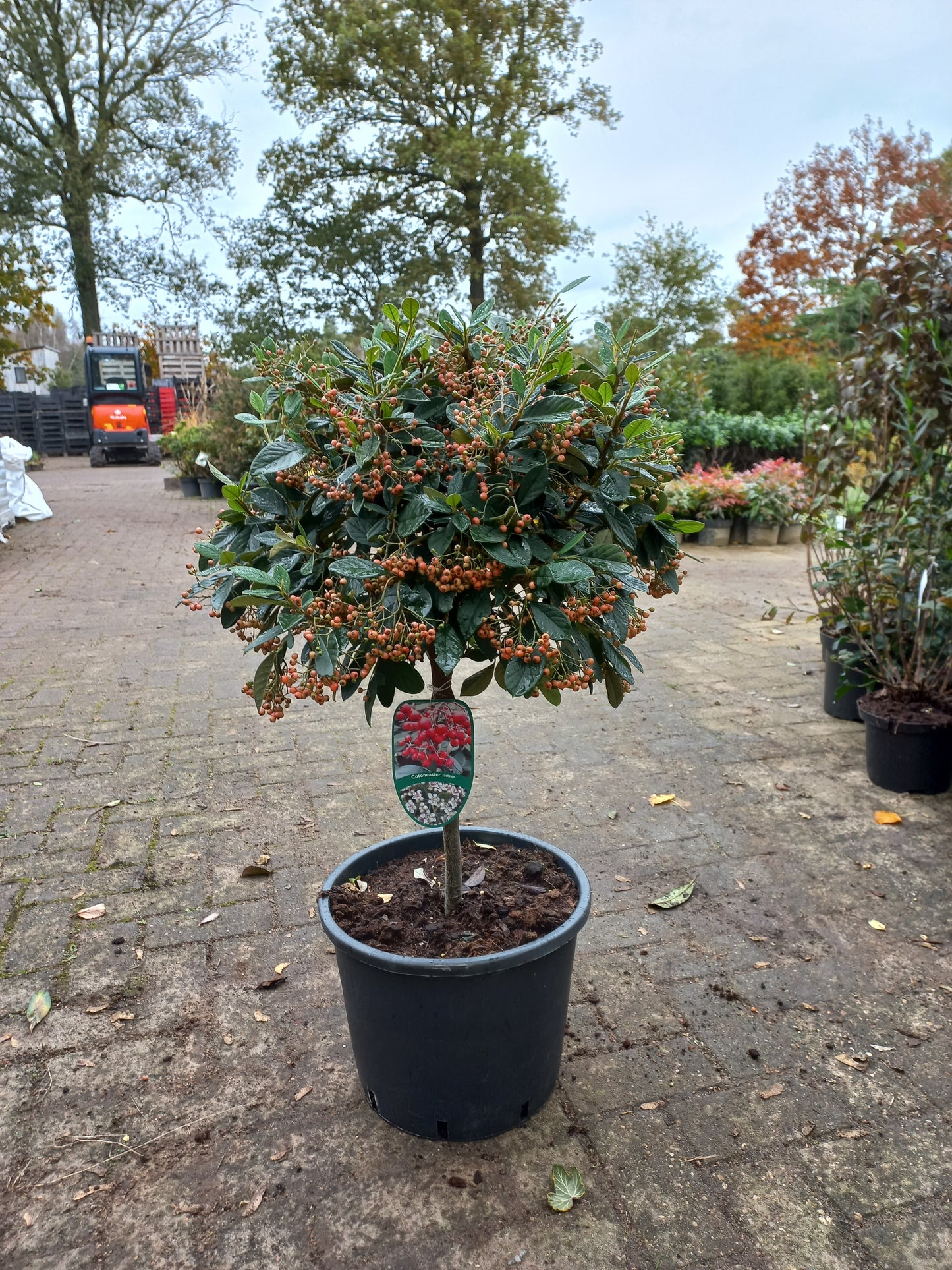 Cotoneaster Lacteus op stam 40cm