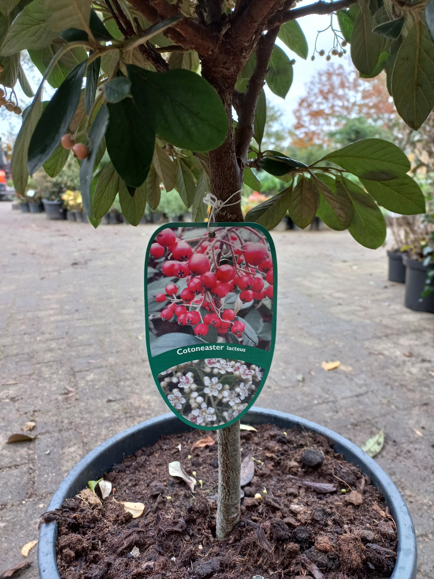 Cotoneaster Lacteus op stam 40cm
