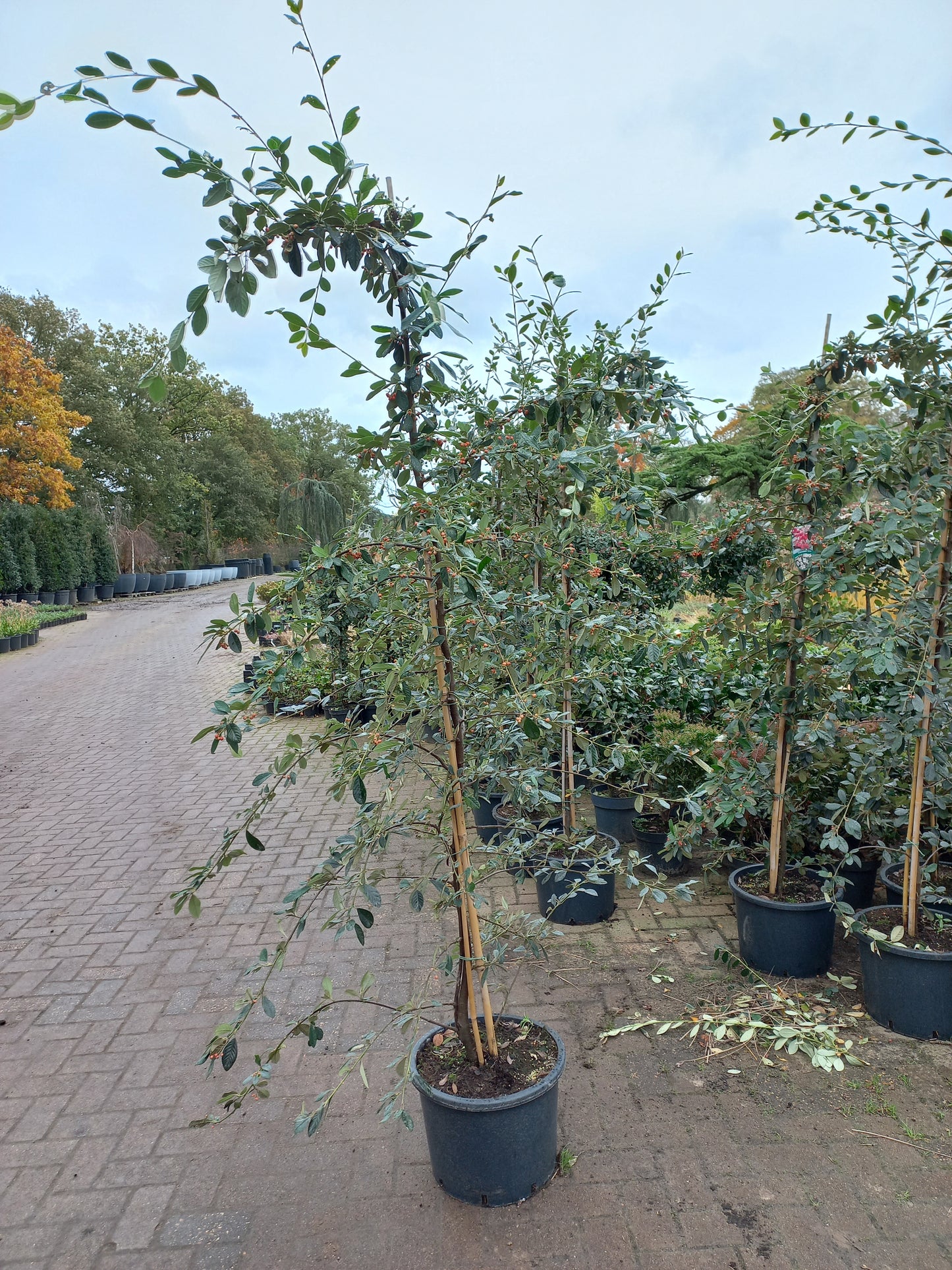 Cotoneaster Lacteus