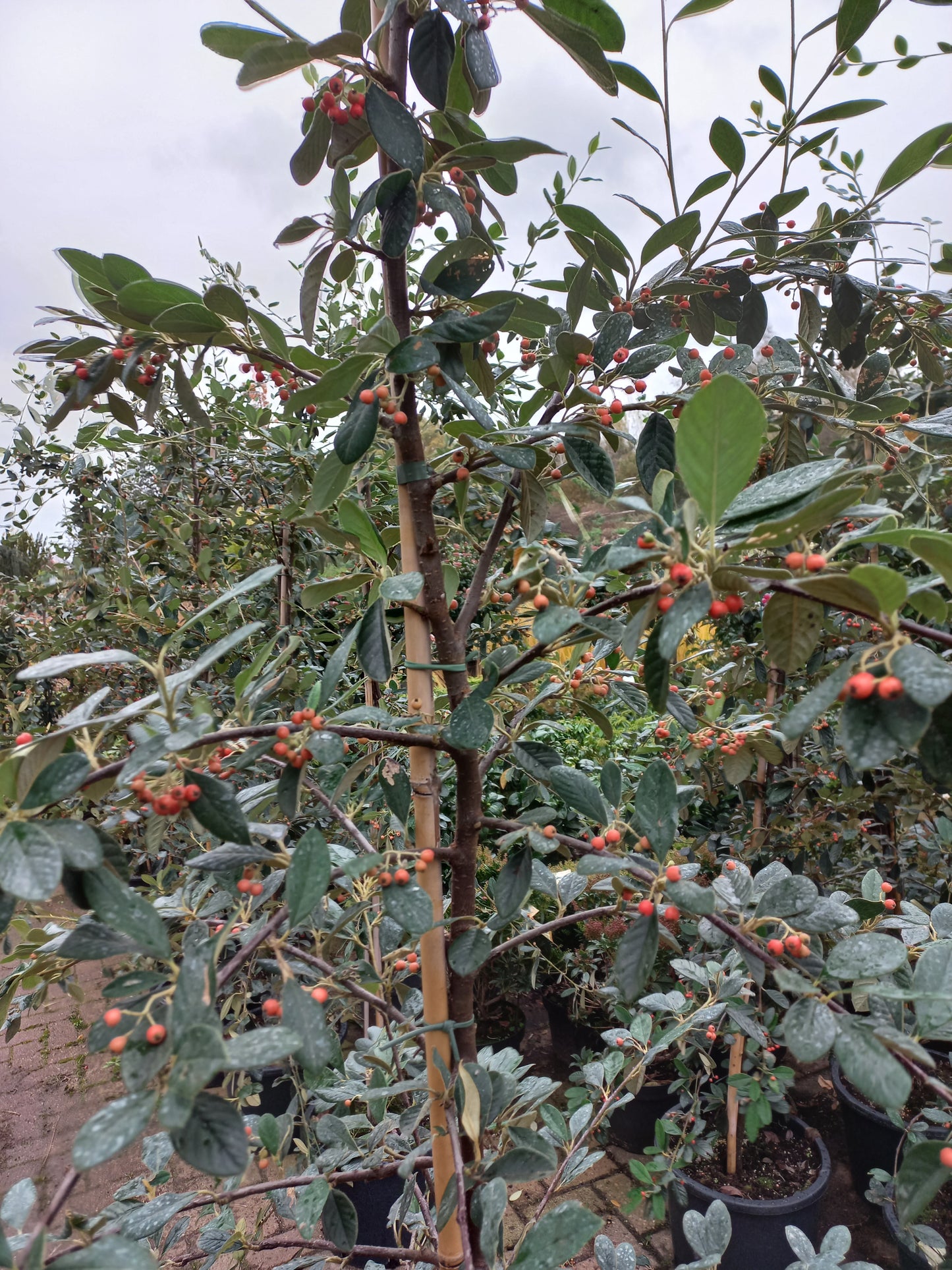 Cotoneaster Lacteus