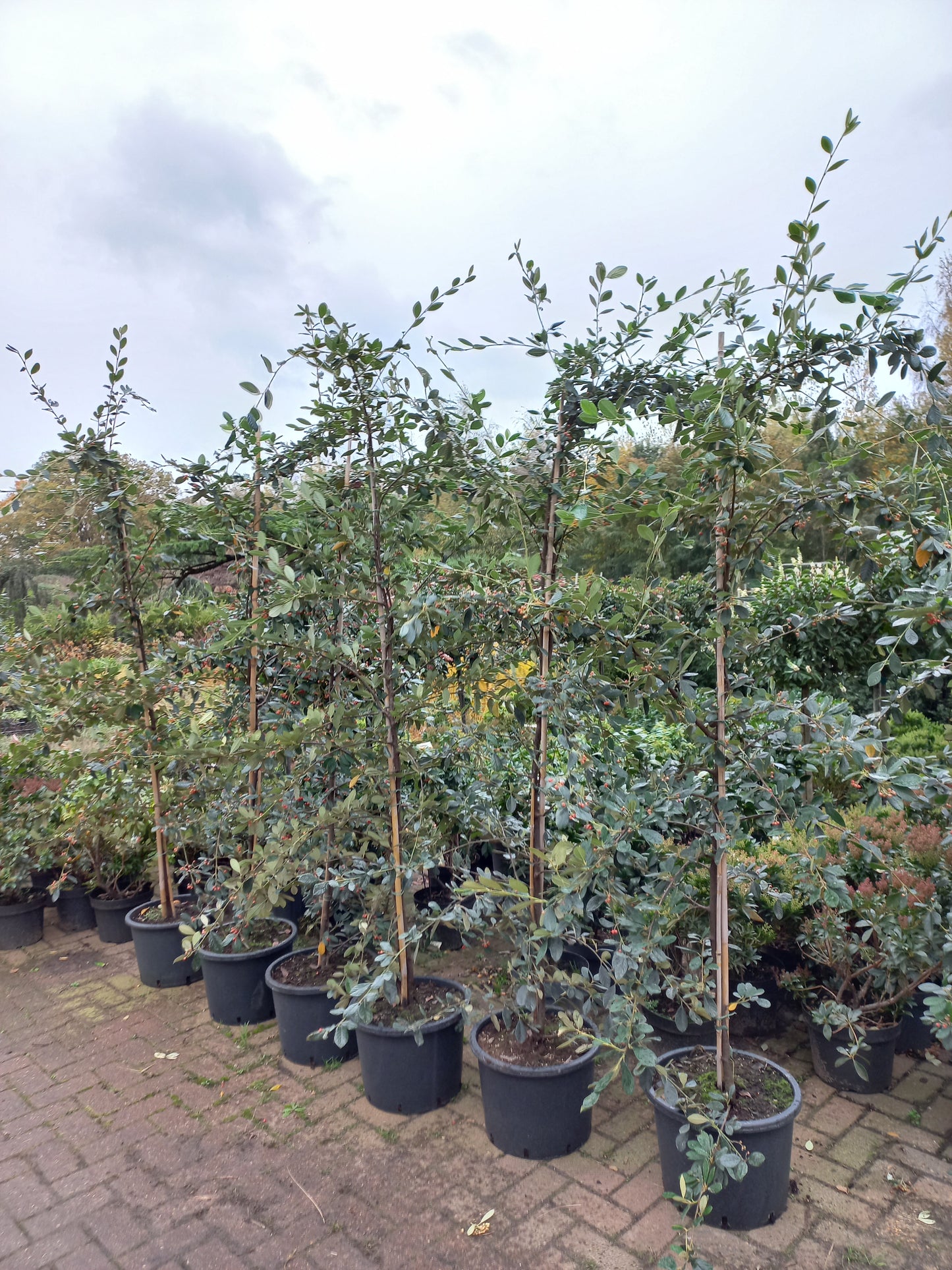 Cotoneaster Lacteus