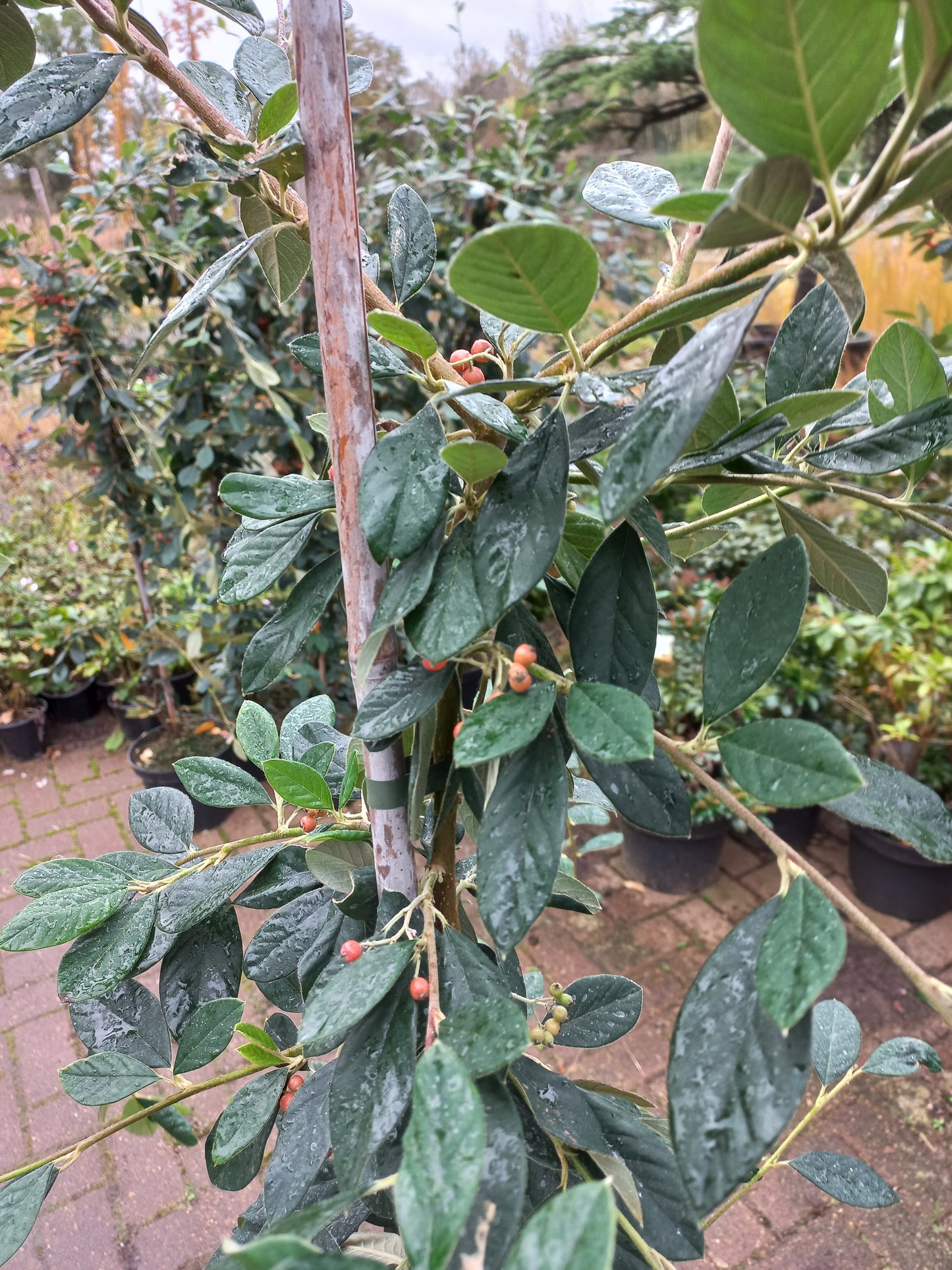 Cotoneaster Lacteus