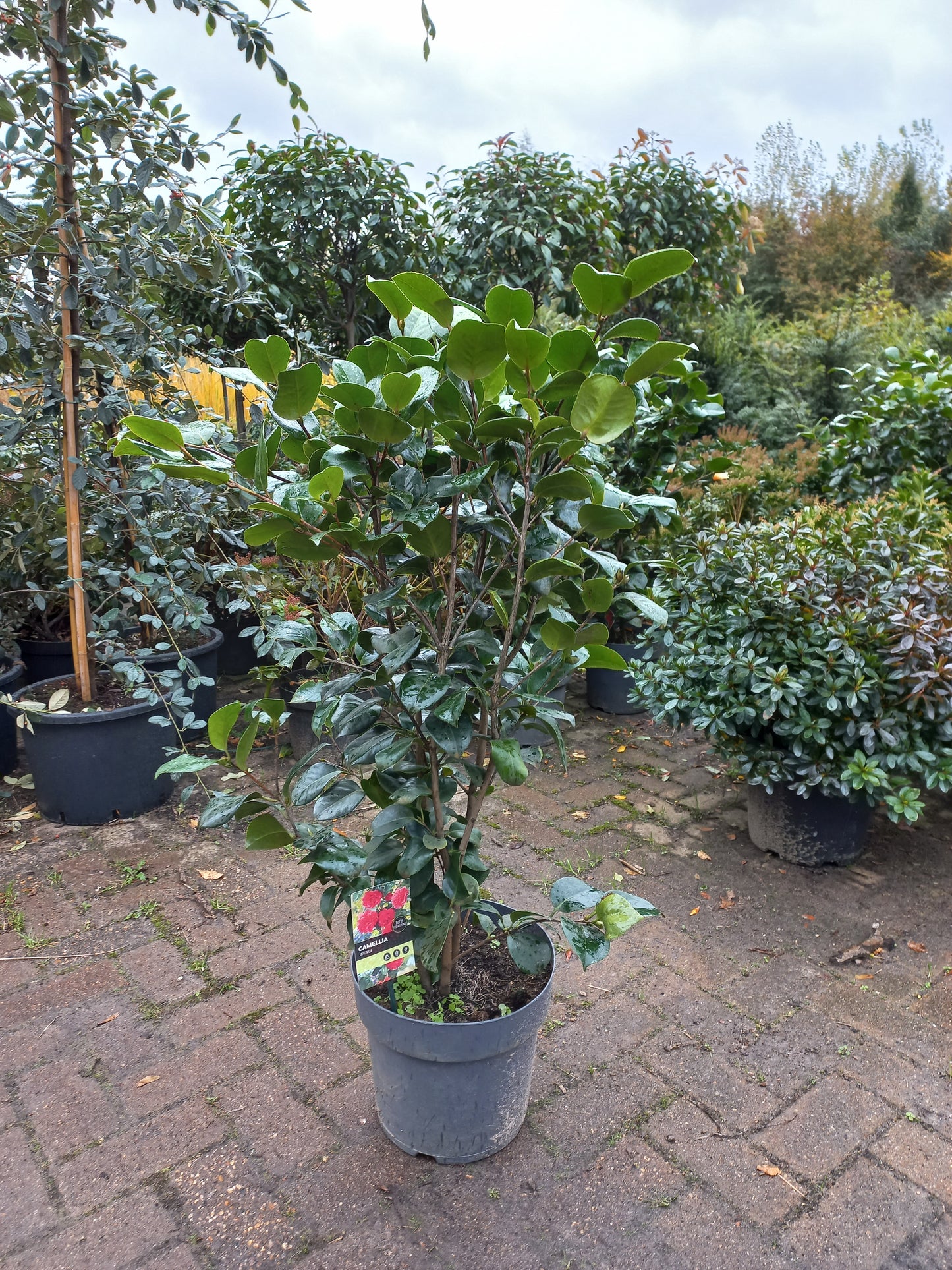 Camelia Japonica Mary Williams