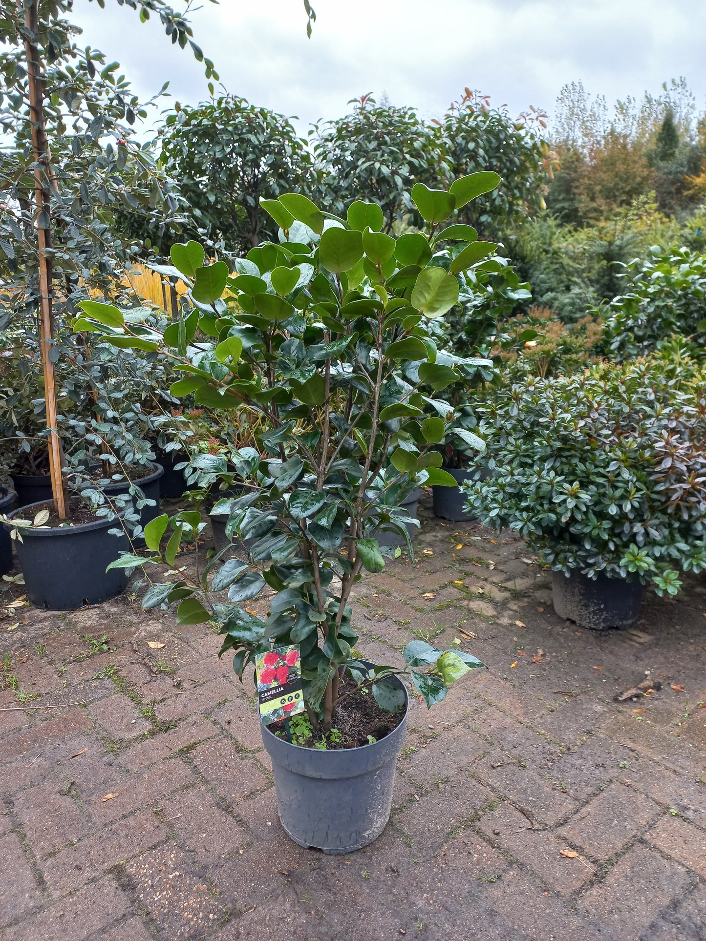 Camelia Japonica Mary Williams