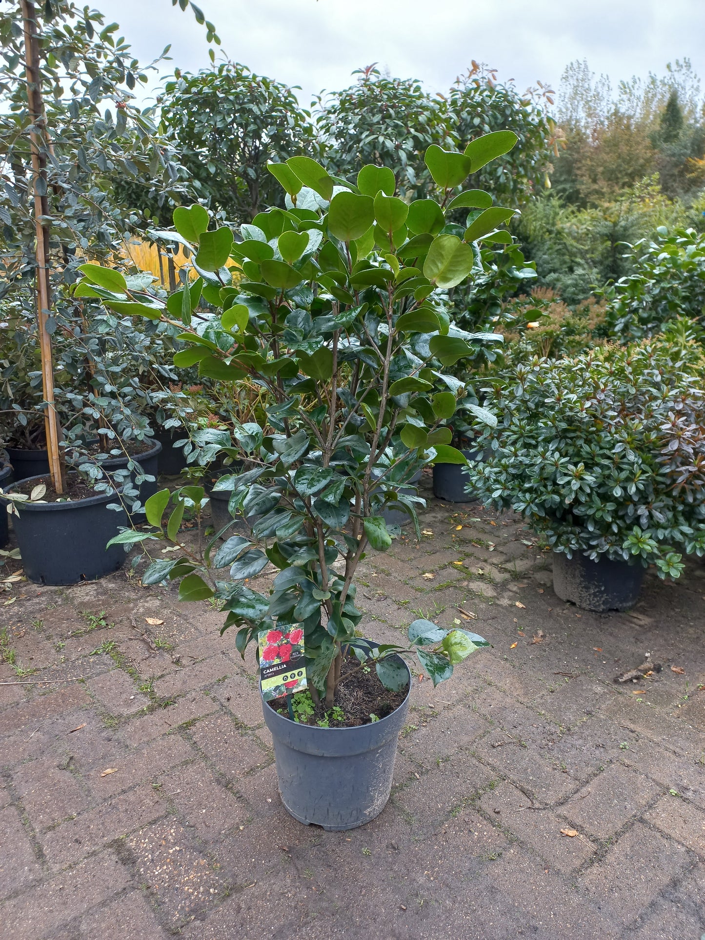 Camelia Japonica Mary Williams