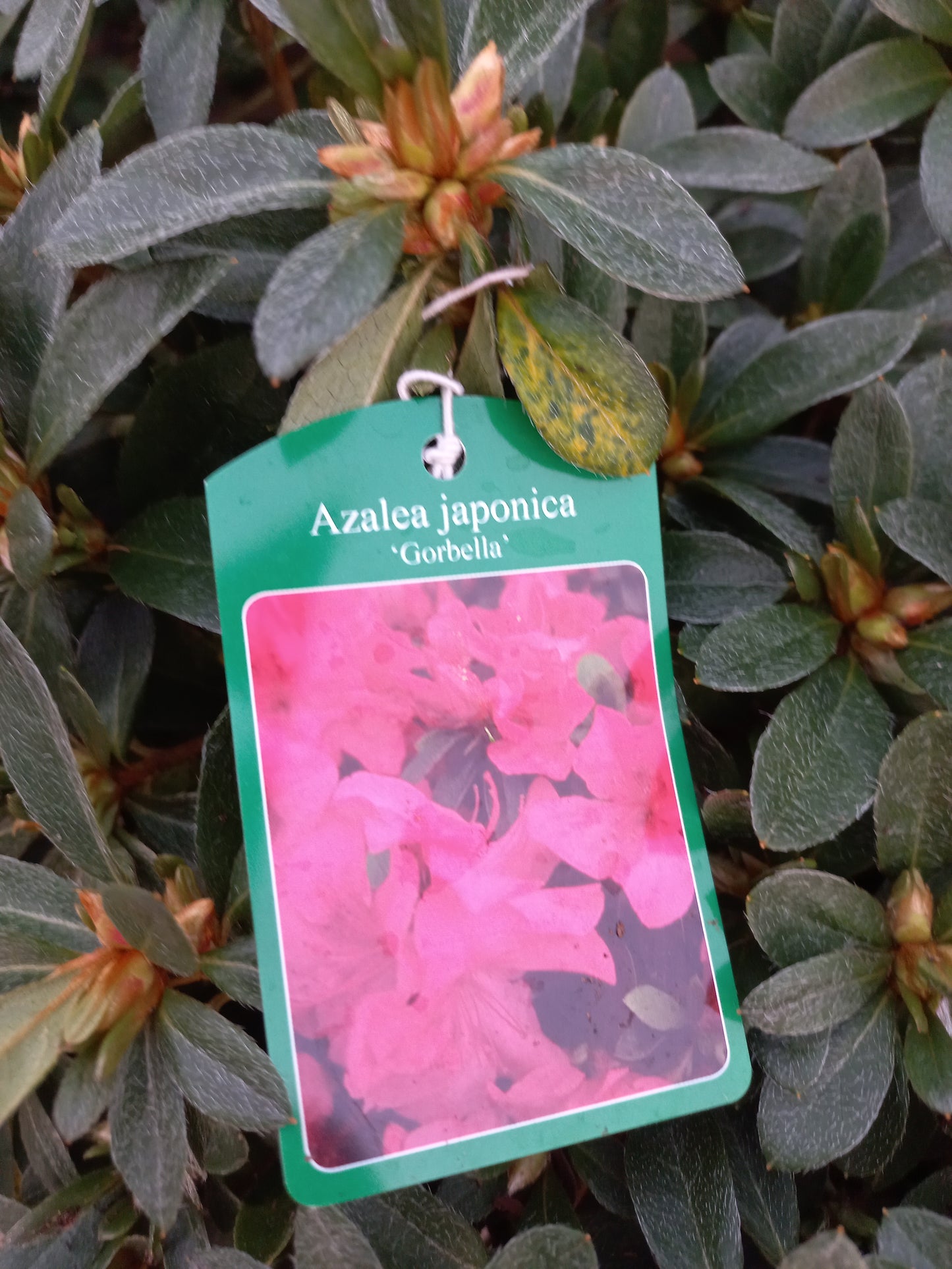 Azalea Japonica Gorbella Helder Roze