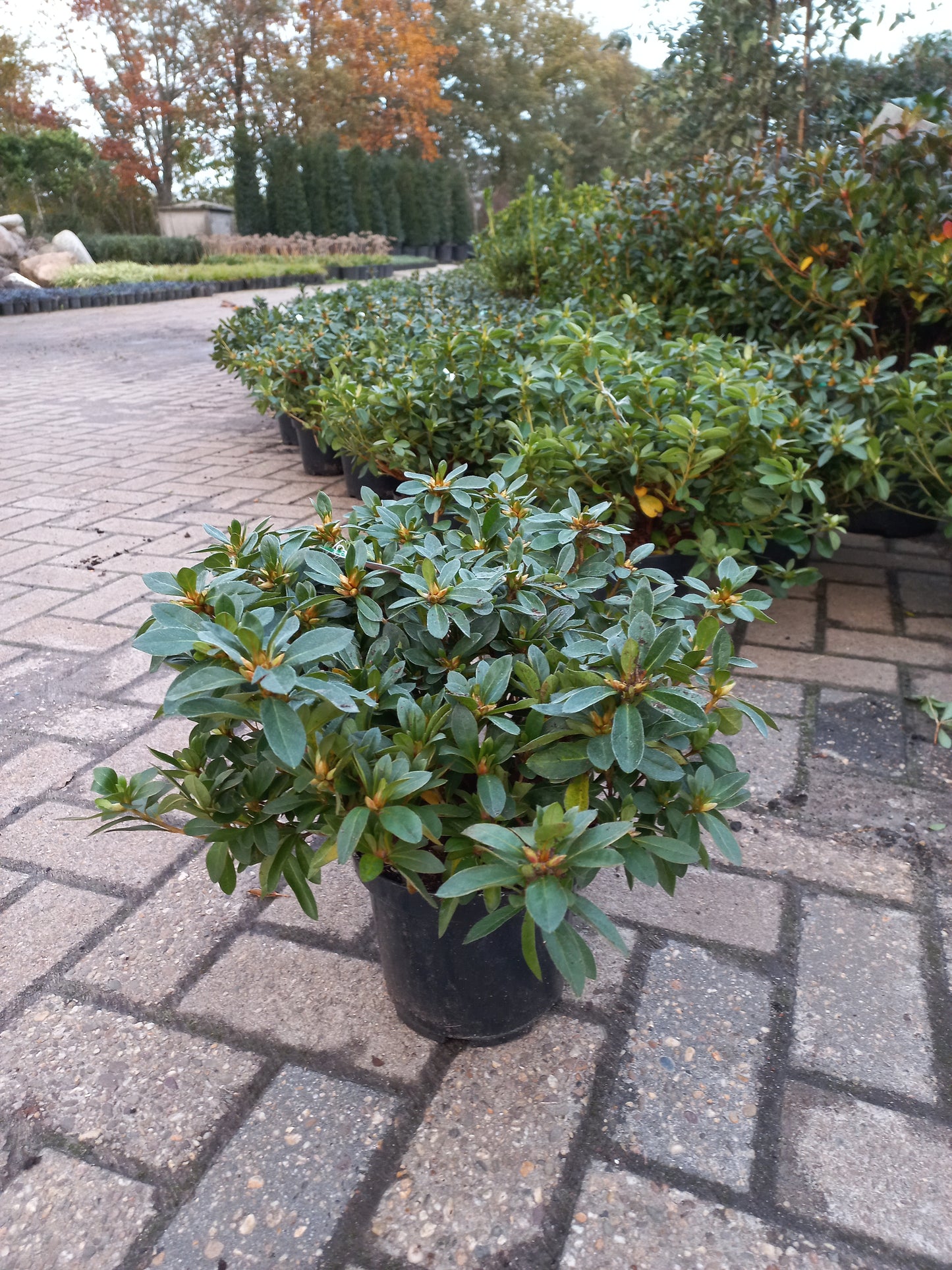 Azalea Japonica Gorbella Helder Roze