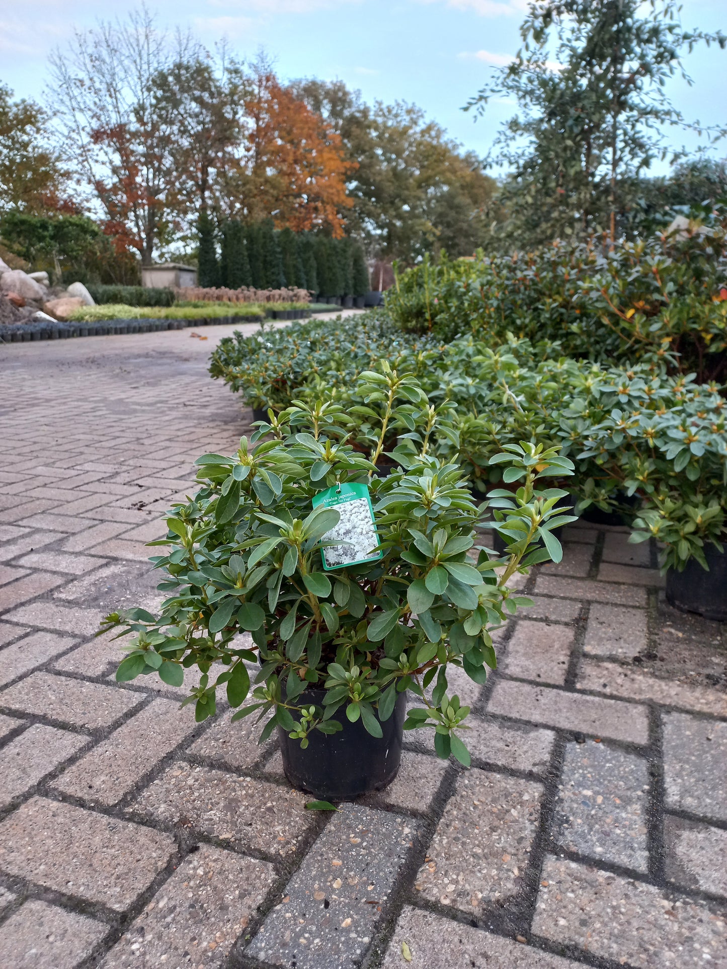 Azalea Japonica Fago No Fugi Wit