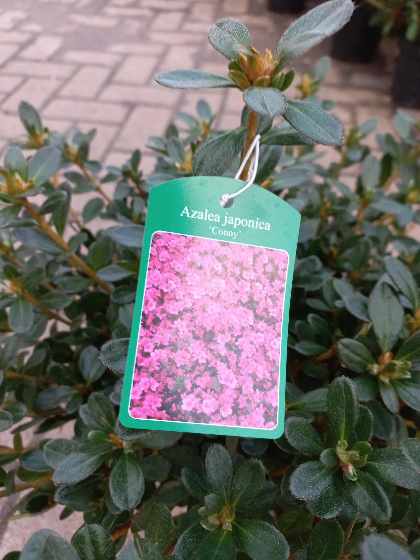 Azalea Japonica Conny Roze