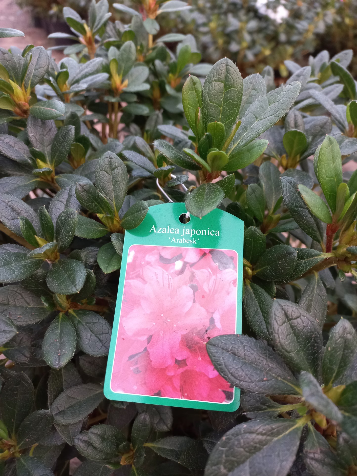 Azalea Japonica Arabesk Rood Roze