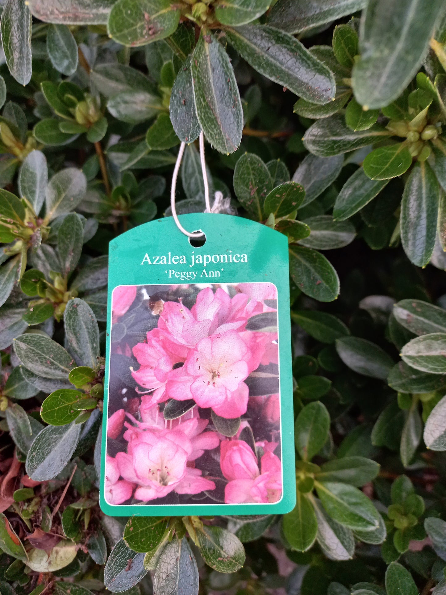 Azalea Japonica Peggy Ann Wit Roze rand