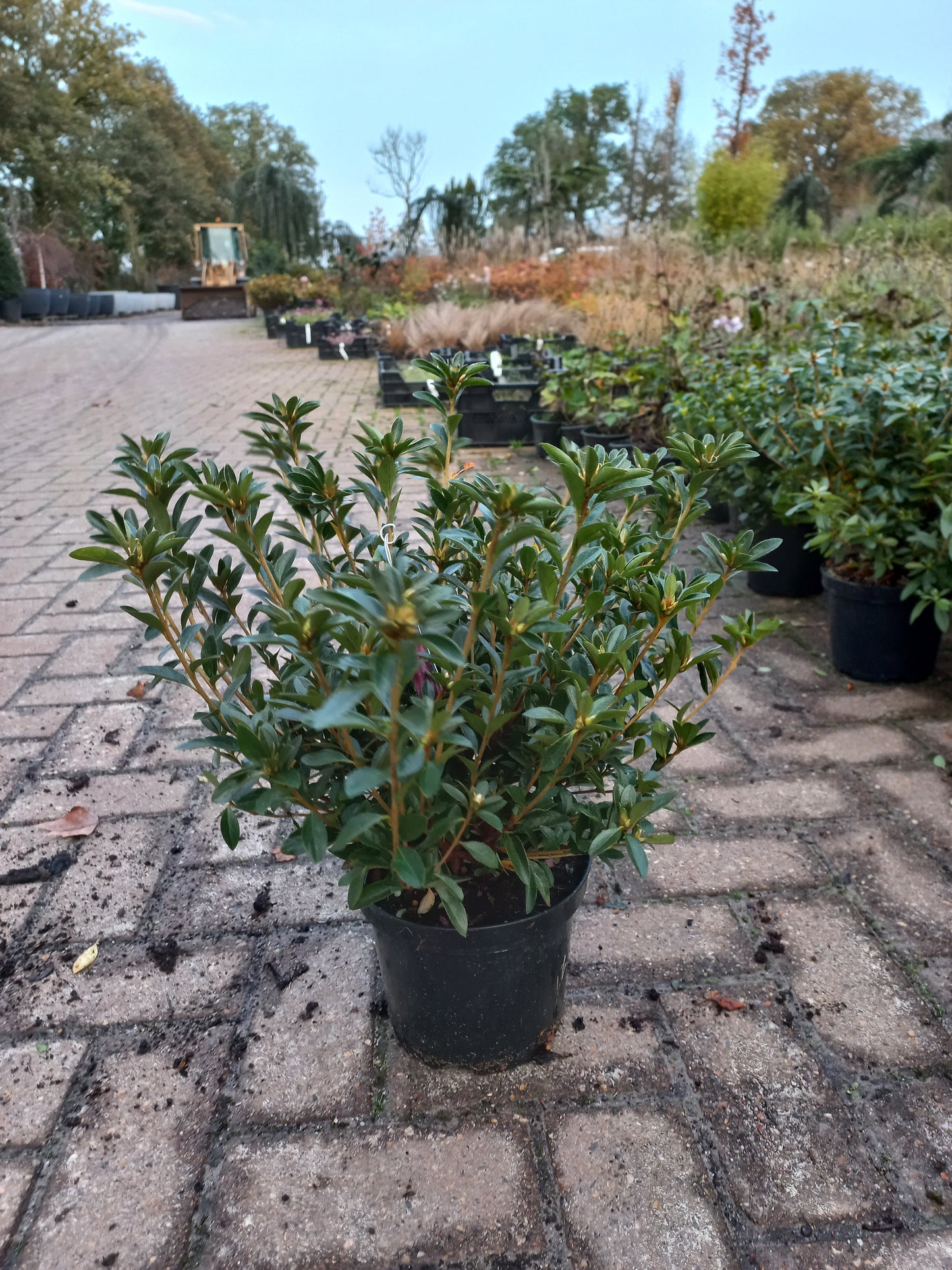 Azalea Japonica Moederkensdag Rood