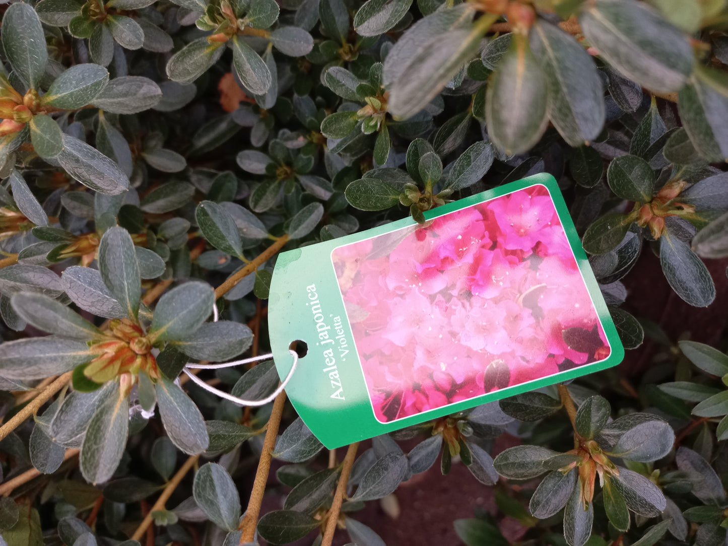 Azalea Japonica Violetta Paars