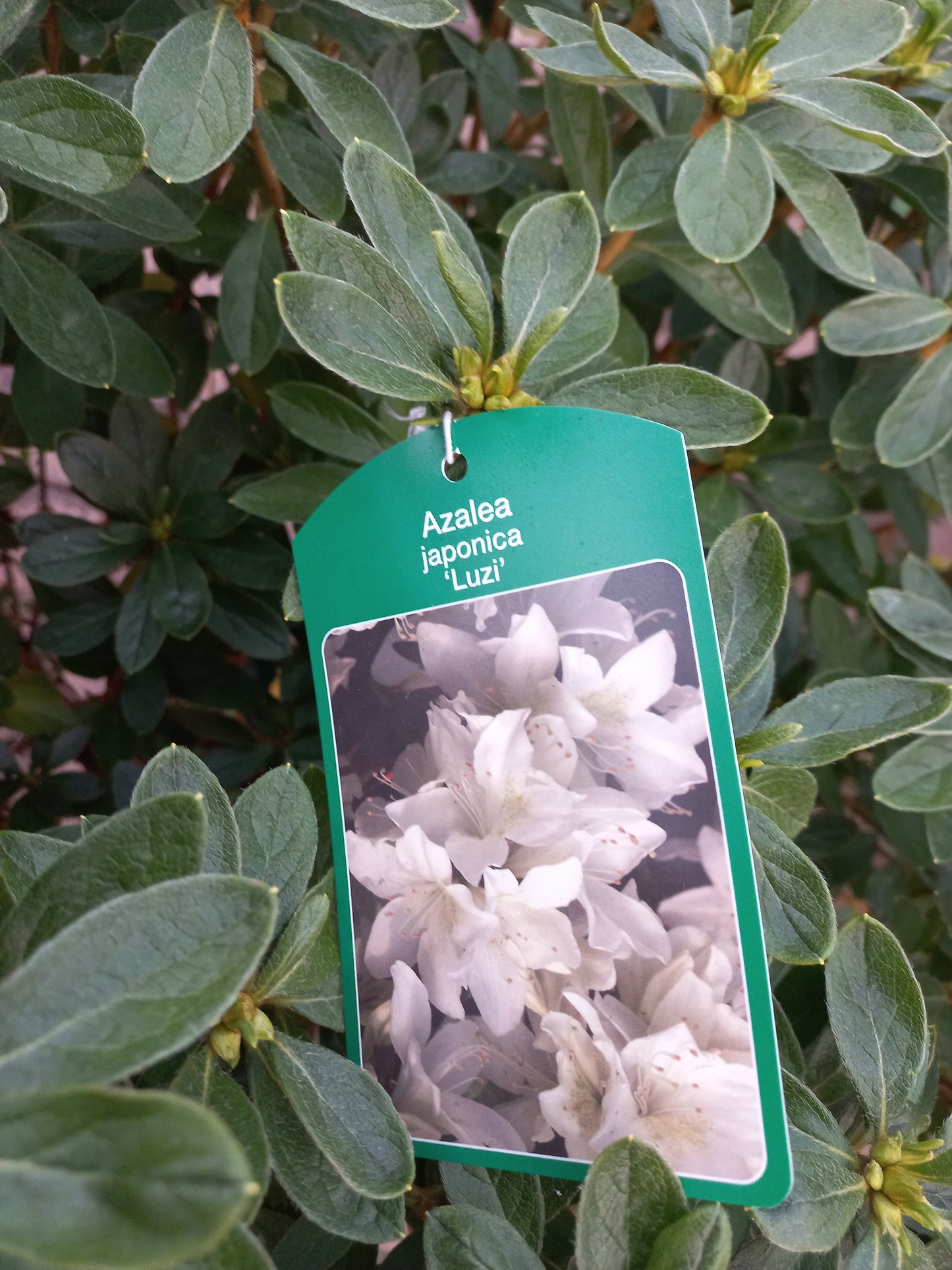 Azalea Japonica Luzi