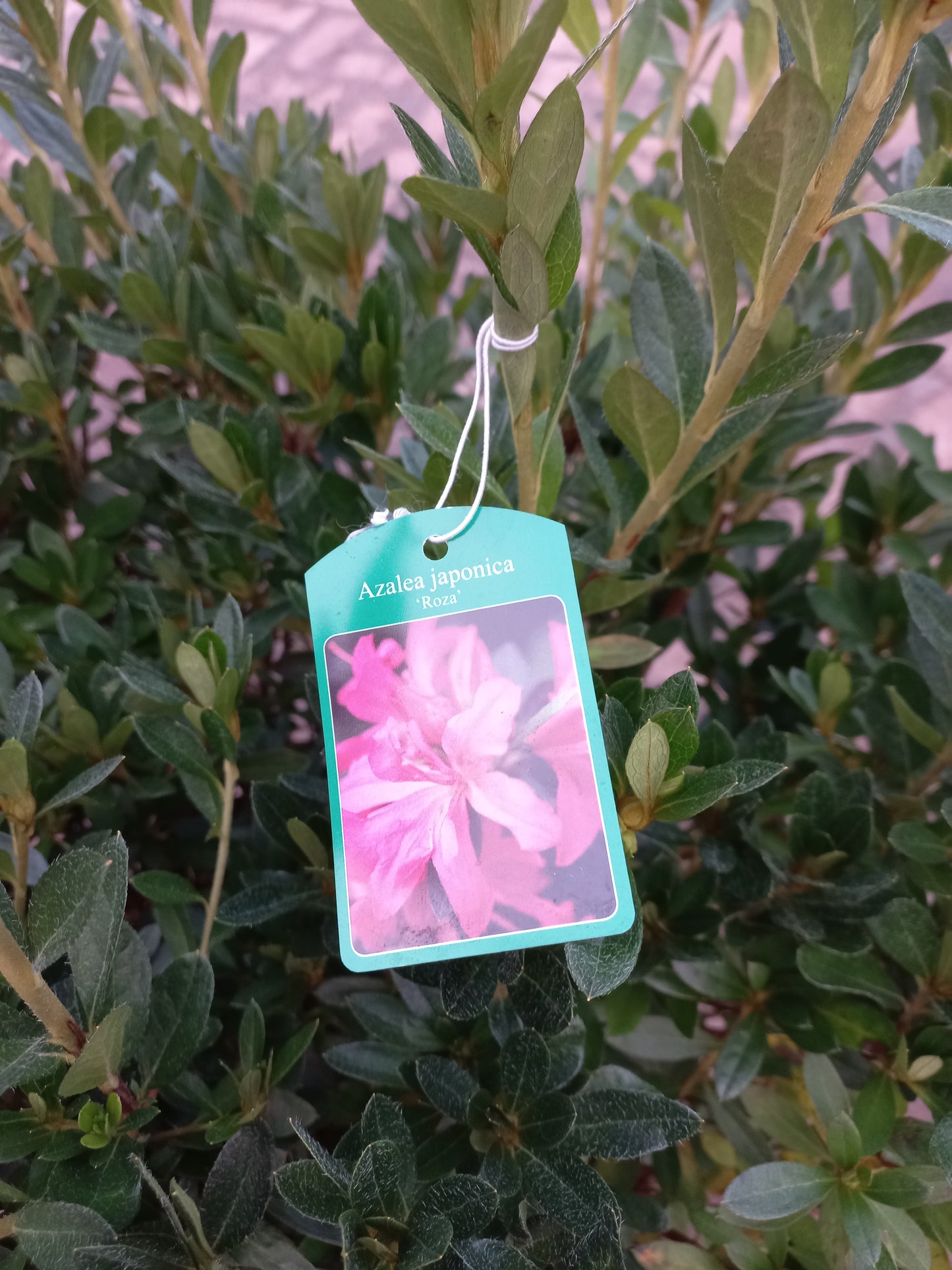 Azalea Japonica Roza