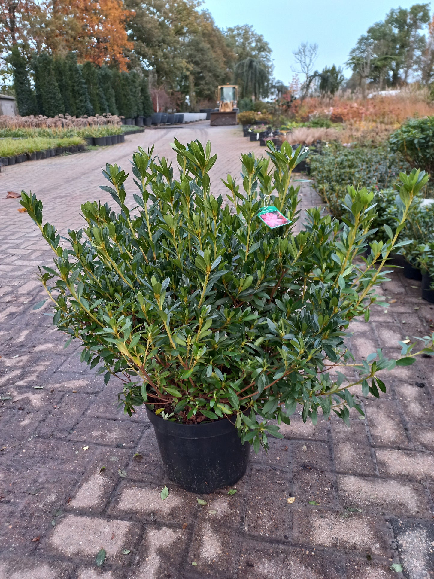 Azalea Japonica Roza