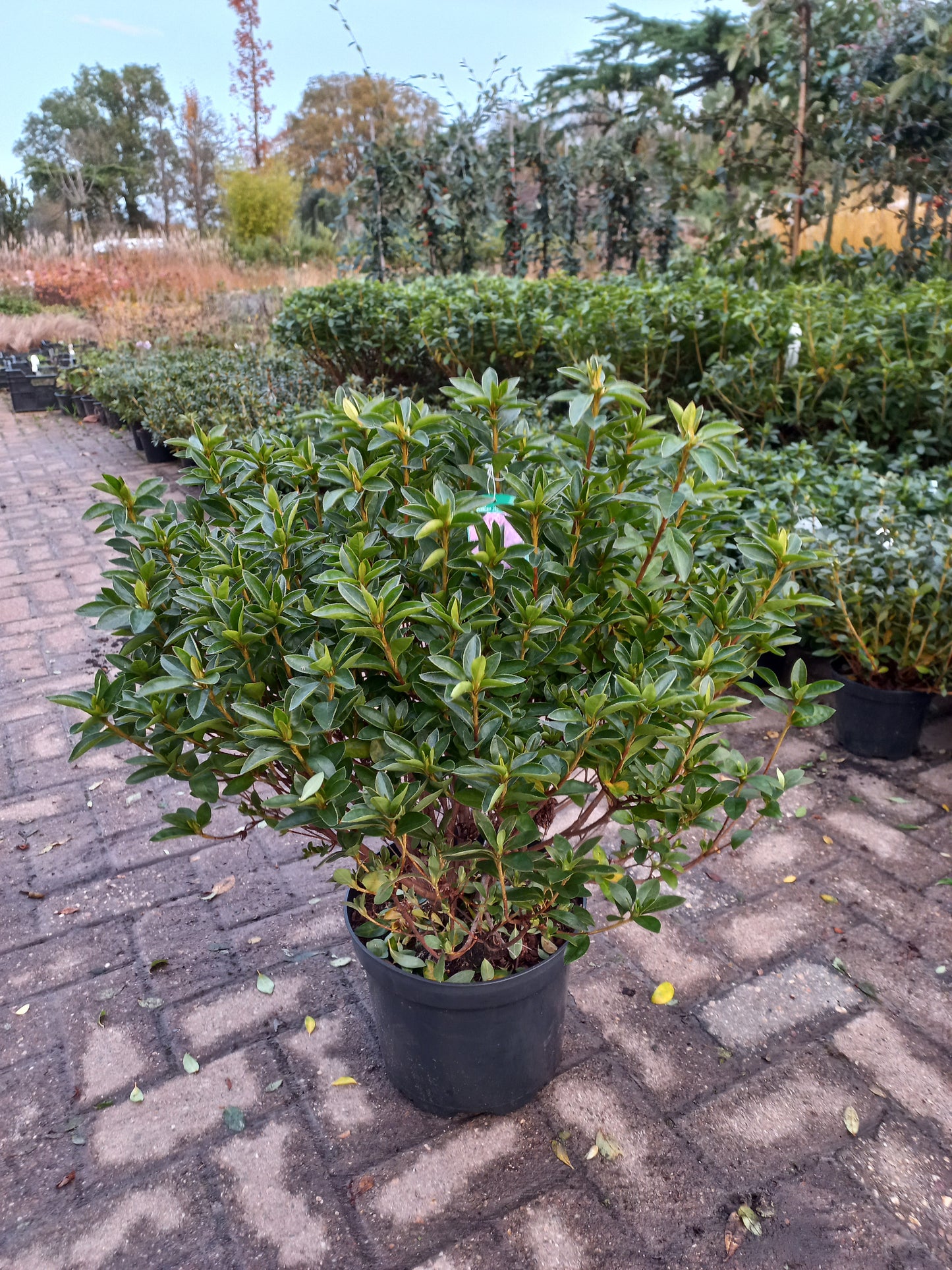 Azalea Japonica Elsie Lee
