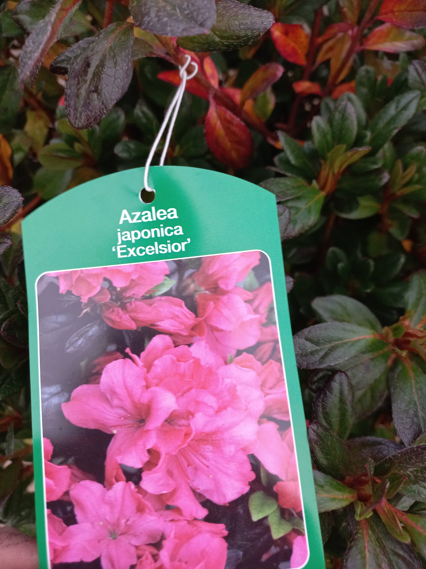 Azalea Japonica Excelsior