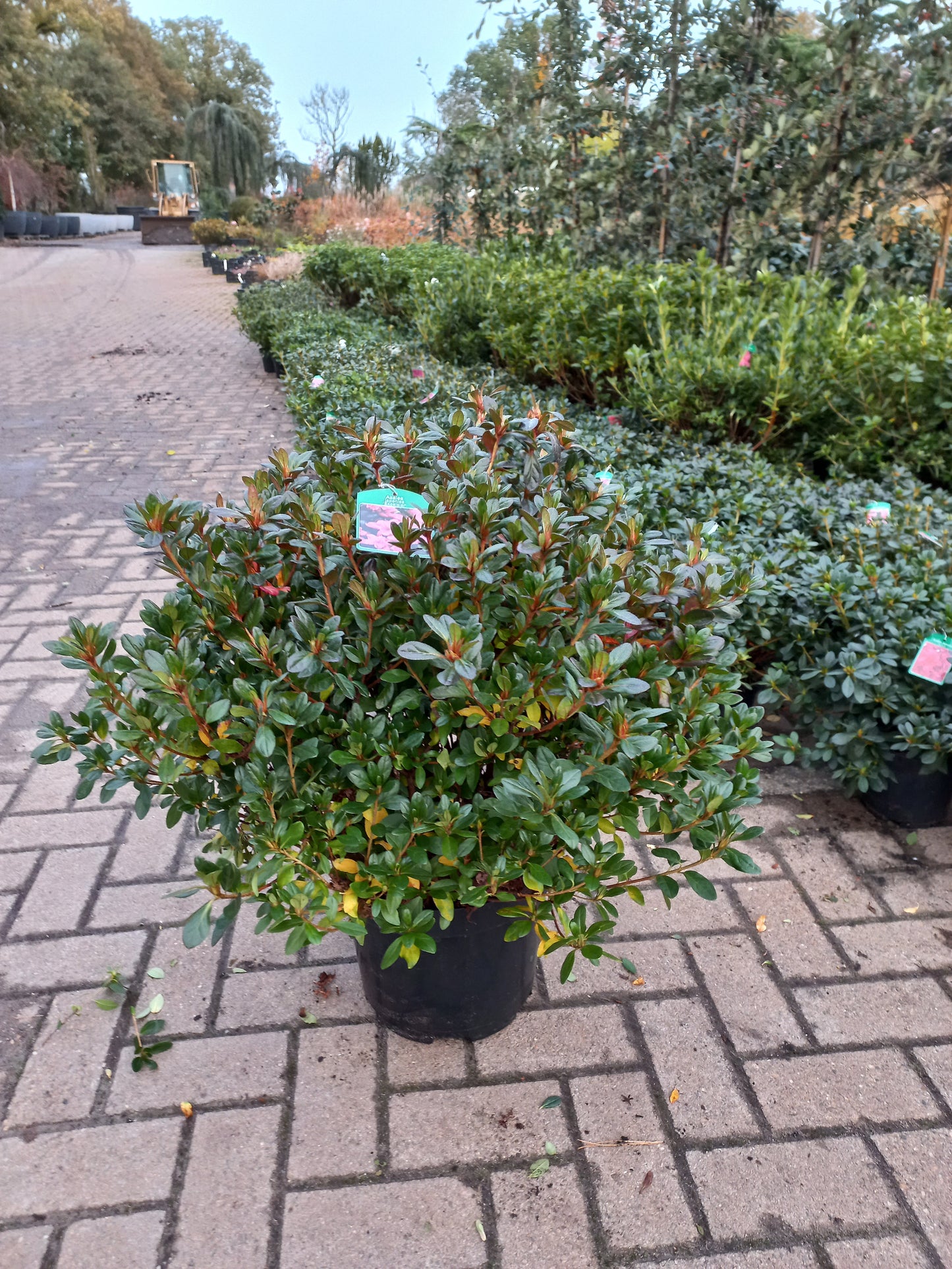 Azalea Japonica Excelsior
