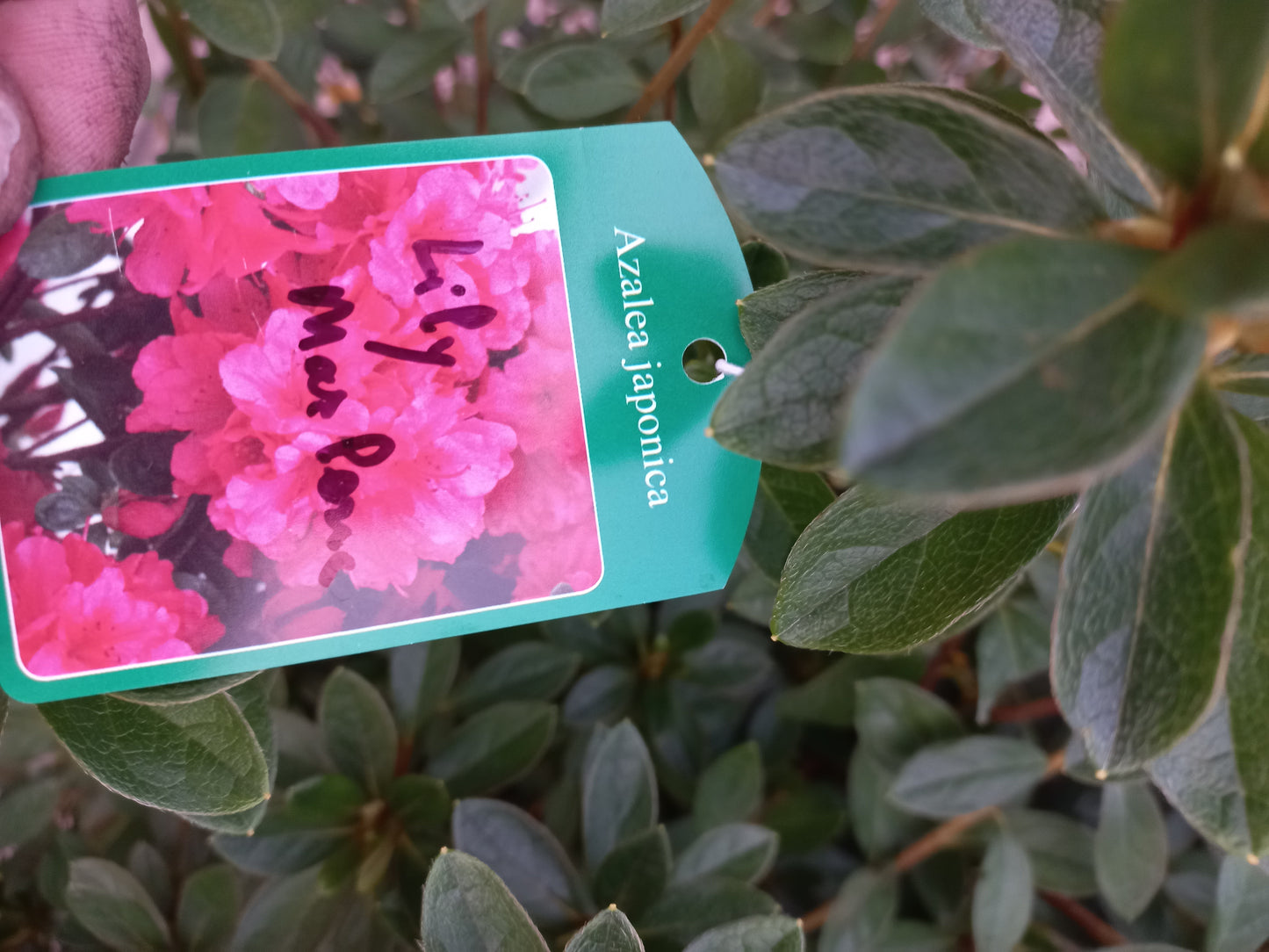 Azalea Japonica lily marlene