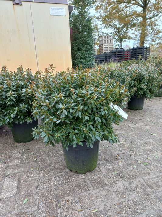 Rhododendron (AJ) Madame. Van Hecke