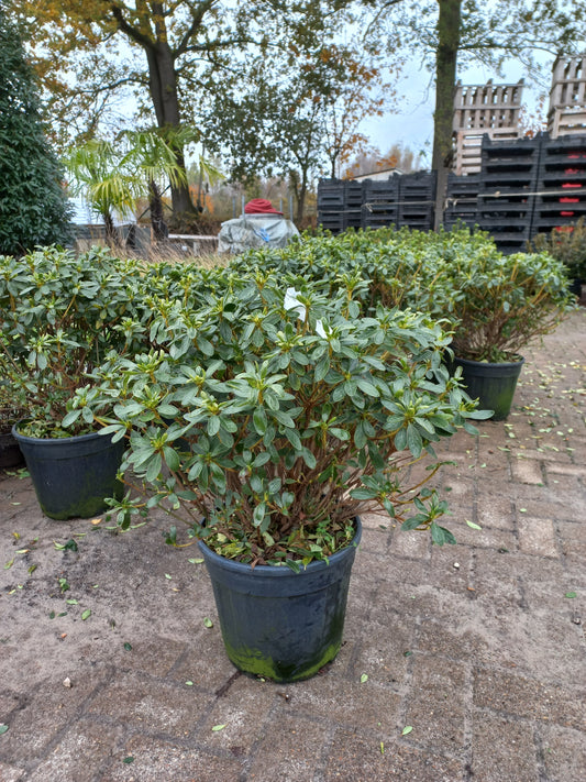 Rhododendron (AJ) Luzi