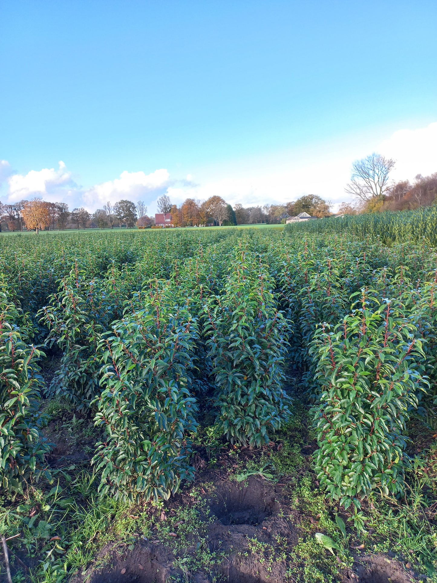 Prunus Lusicanica Angustifolia Portugese Laurier kluit okt-april