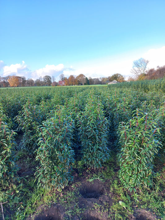 Prunus Lusicanica Angustifolia Portugese Laurier kluit okt-april