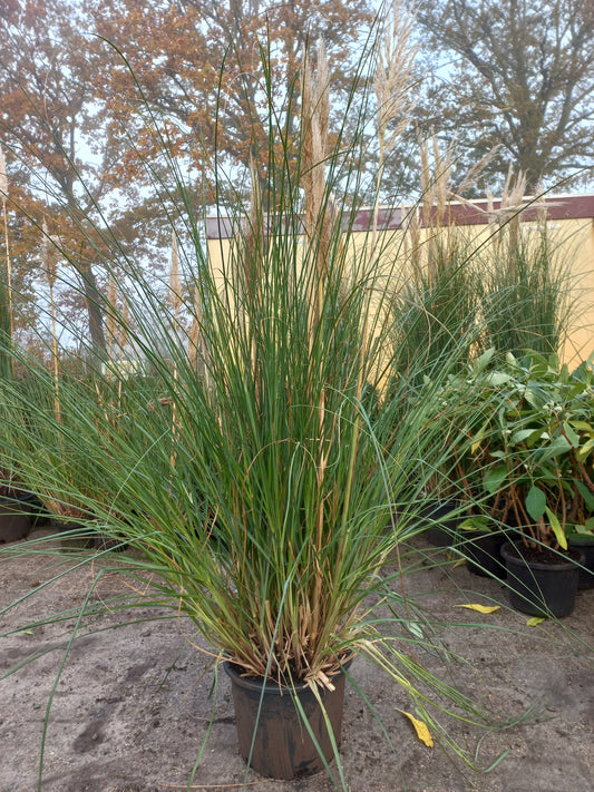 Cortaderia Pumila  pampasgras XXL