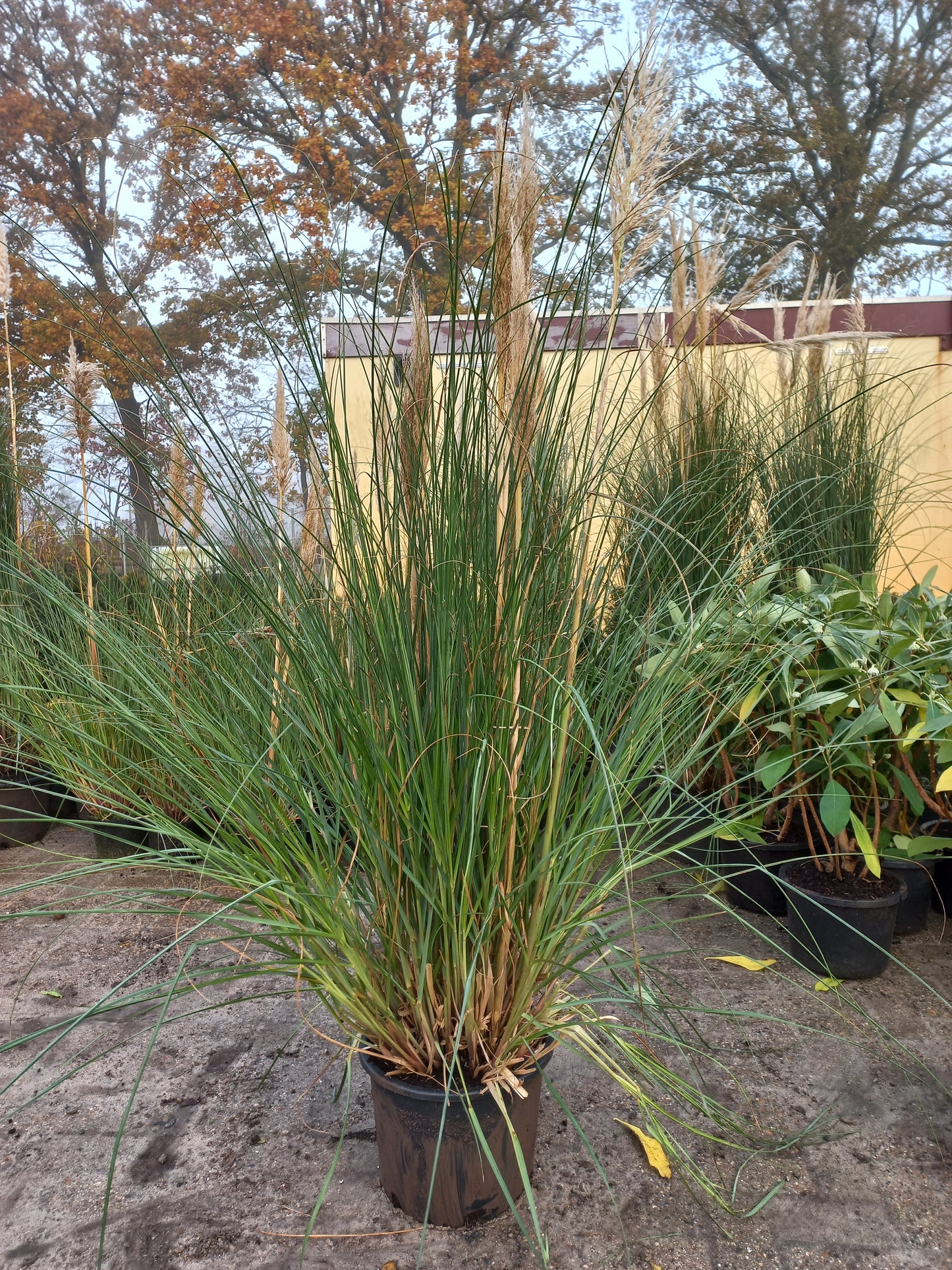 Cortaderia Pumila pampasgras XXL