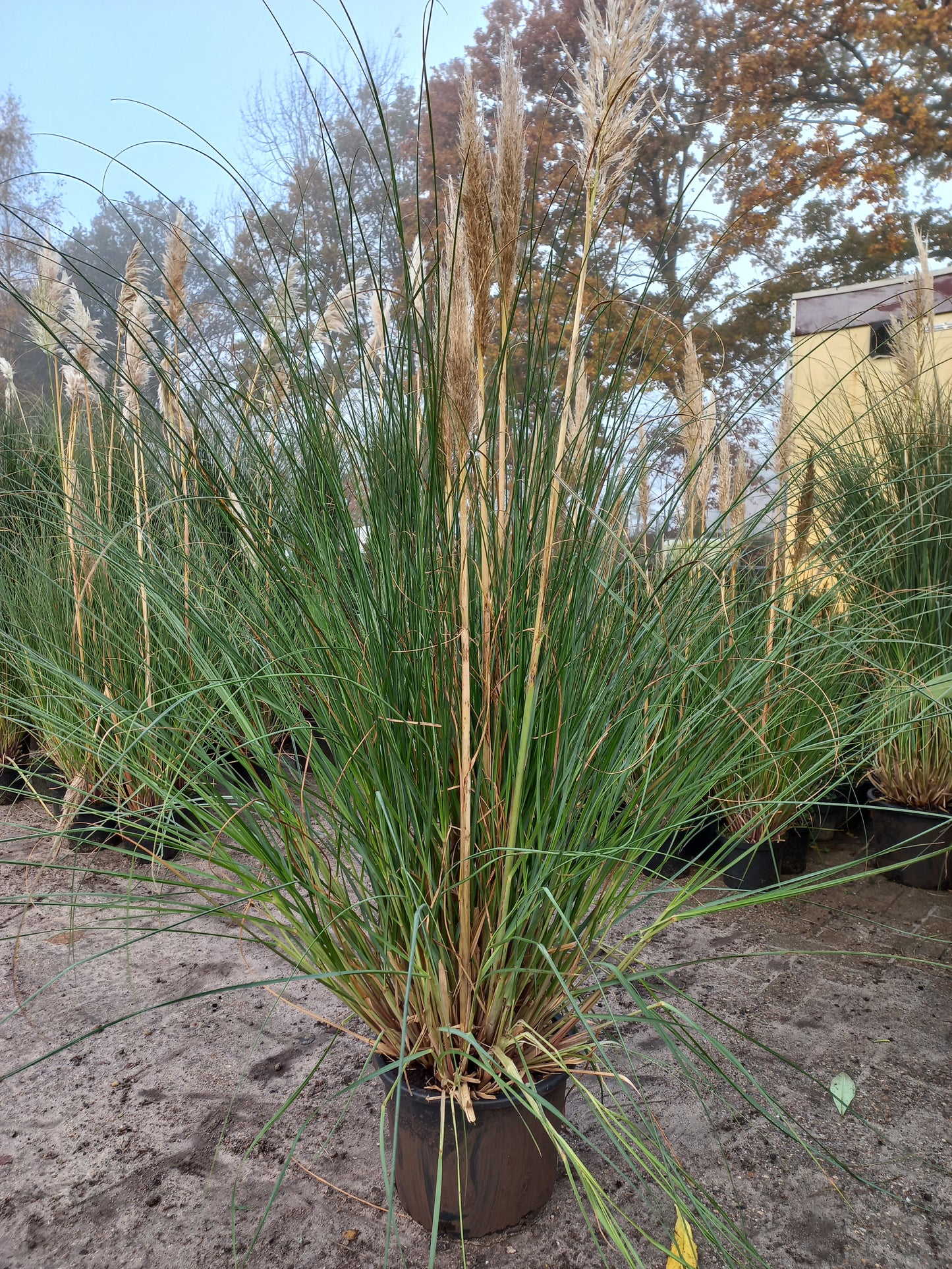 Cortaderia Pumila pampasgras XXL
