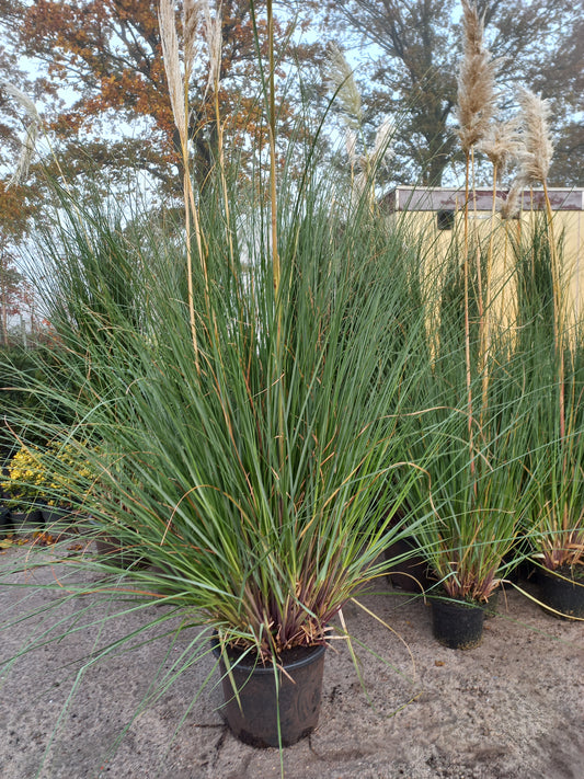 Cortaderia Selloana XXL pampasgras
