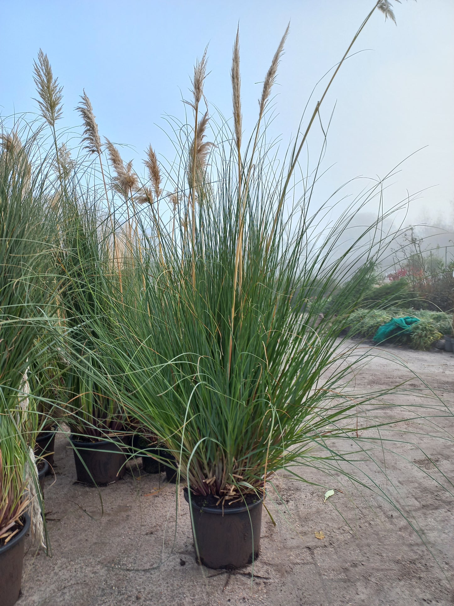 Cortaderia Selloana XXL pampasgras
