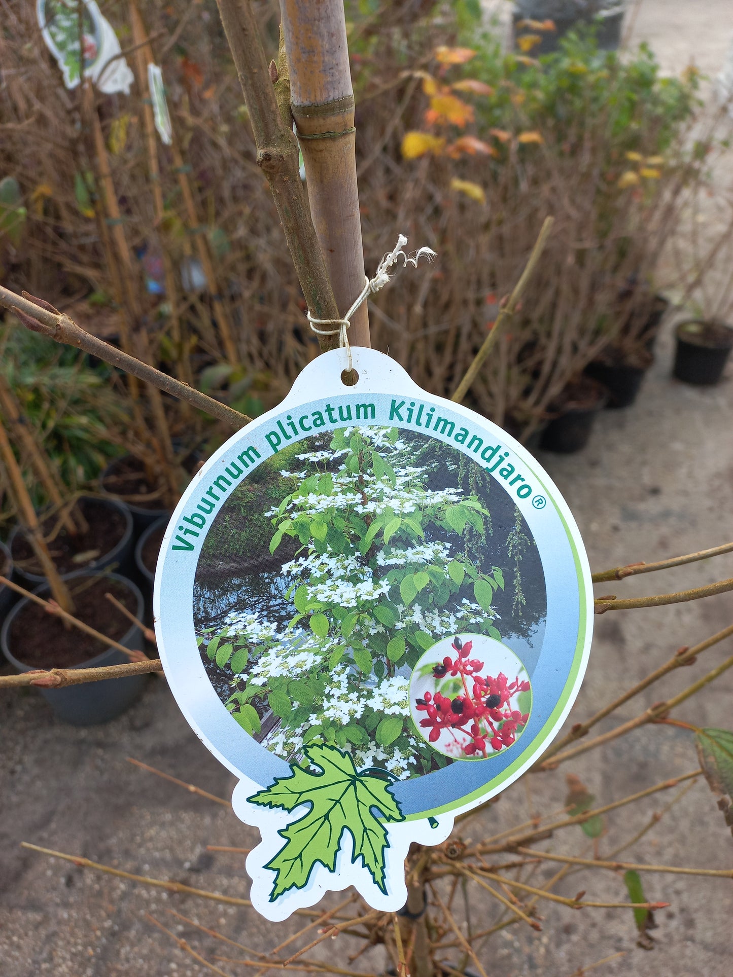 Viburnum Kilimandjaro sneeuwbal